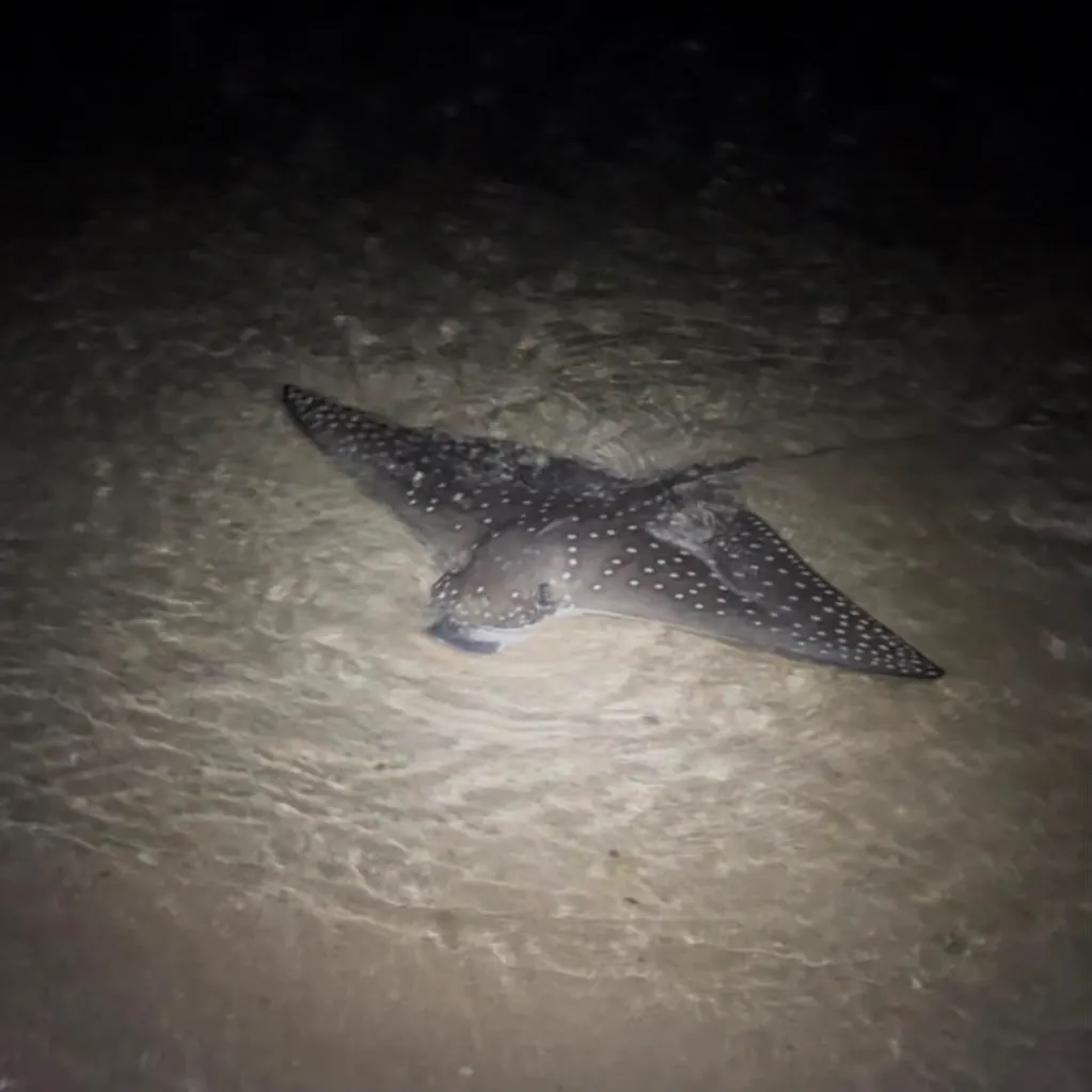 The most recent Spotted eagle ray catches on Fishbrain