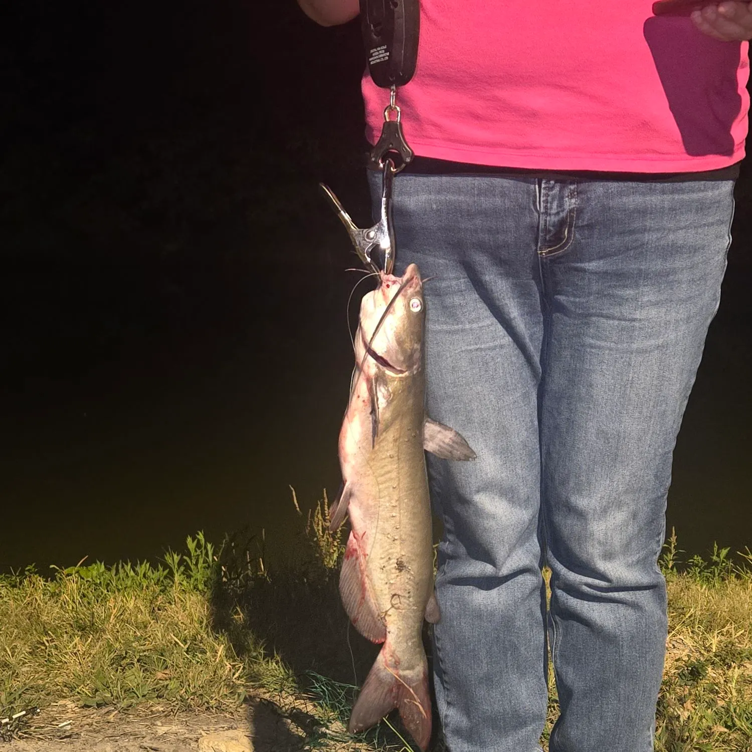 Channel catfish caught on Fishbrain