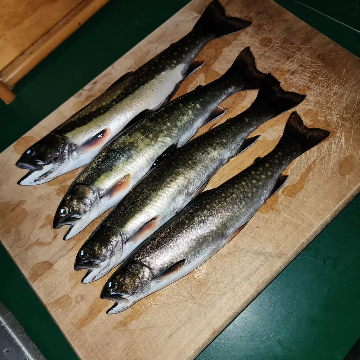 recently logged catches