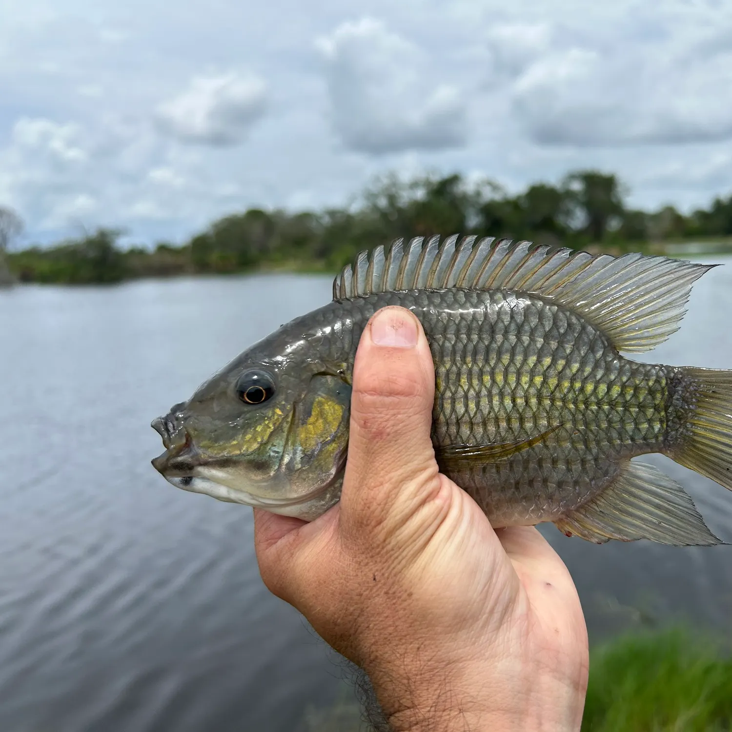 Nile tilapia caught on Fishbrain