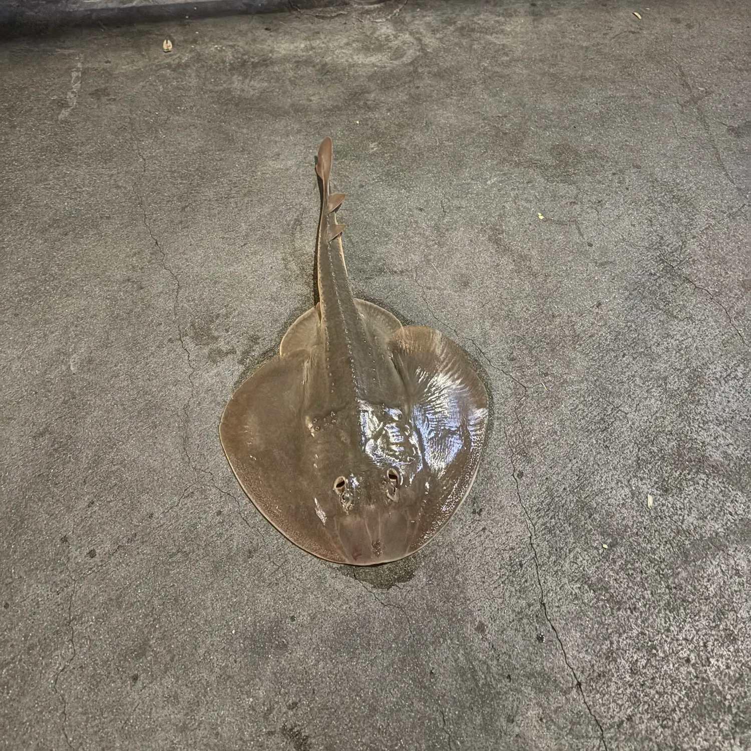 The most recent Thornback guitarfish catches on Fishbrain