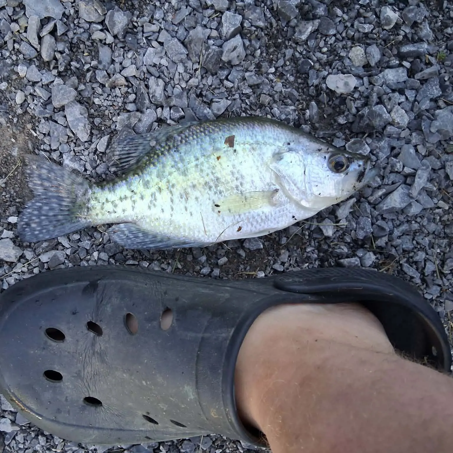 White crappie caught on Fishbrain