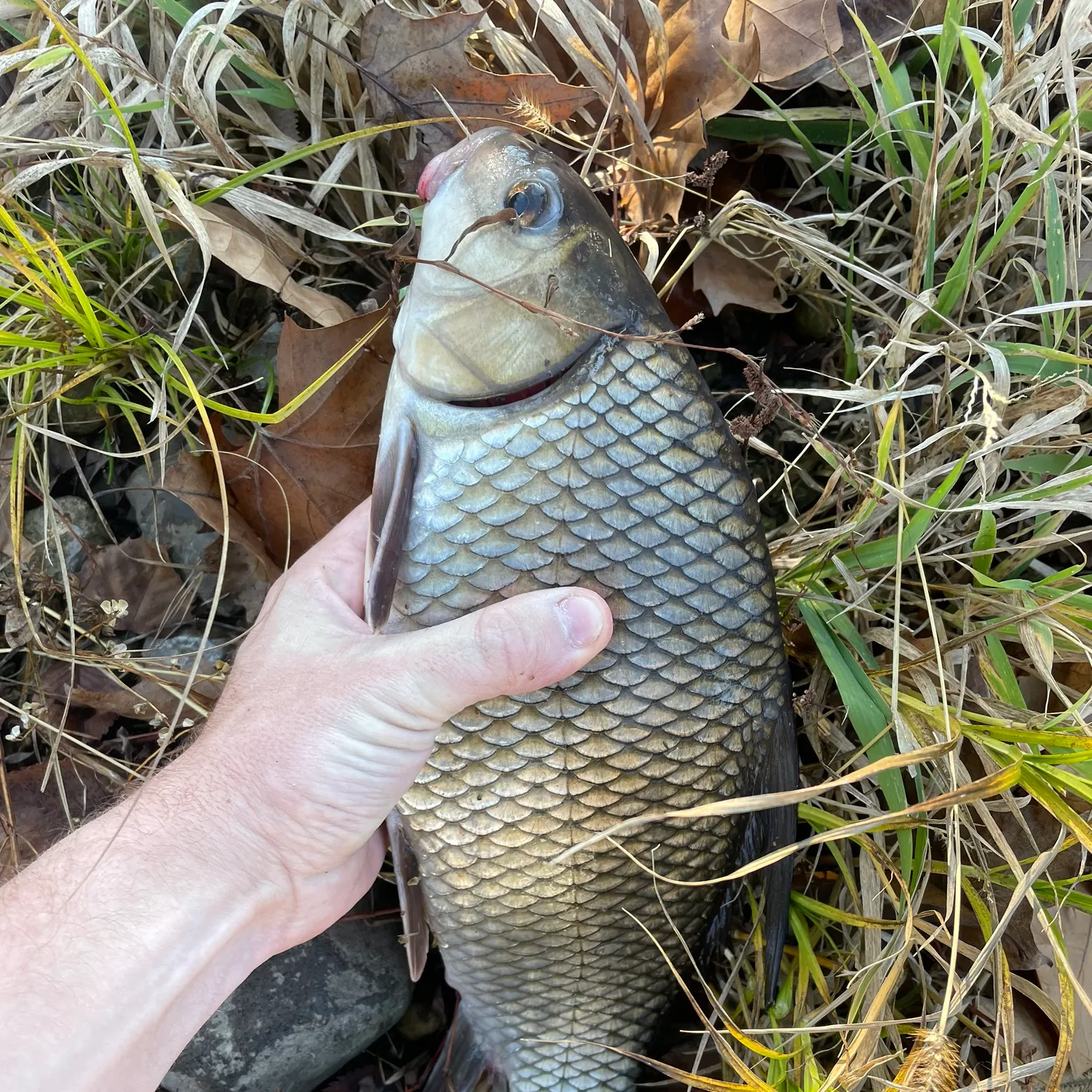 The most recent Quillback catches on Fishbrain