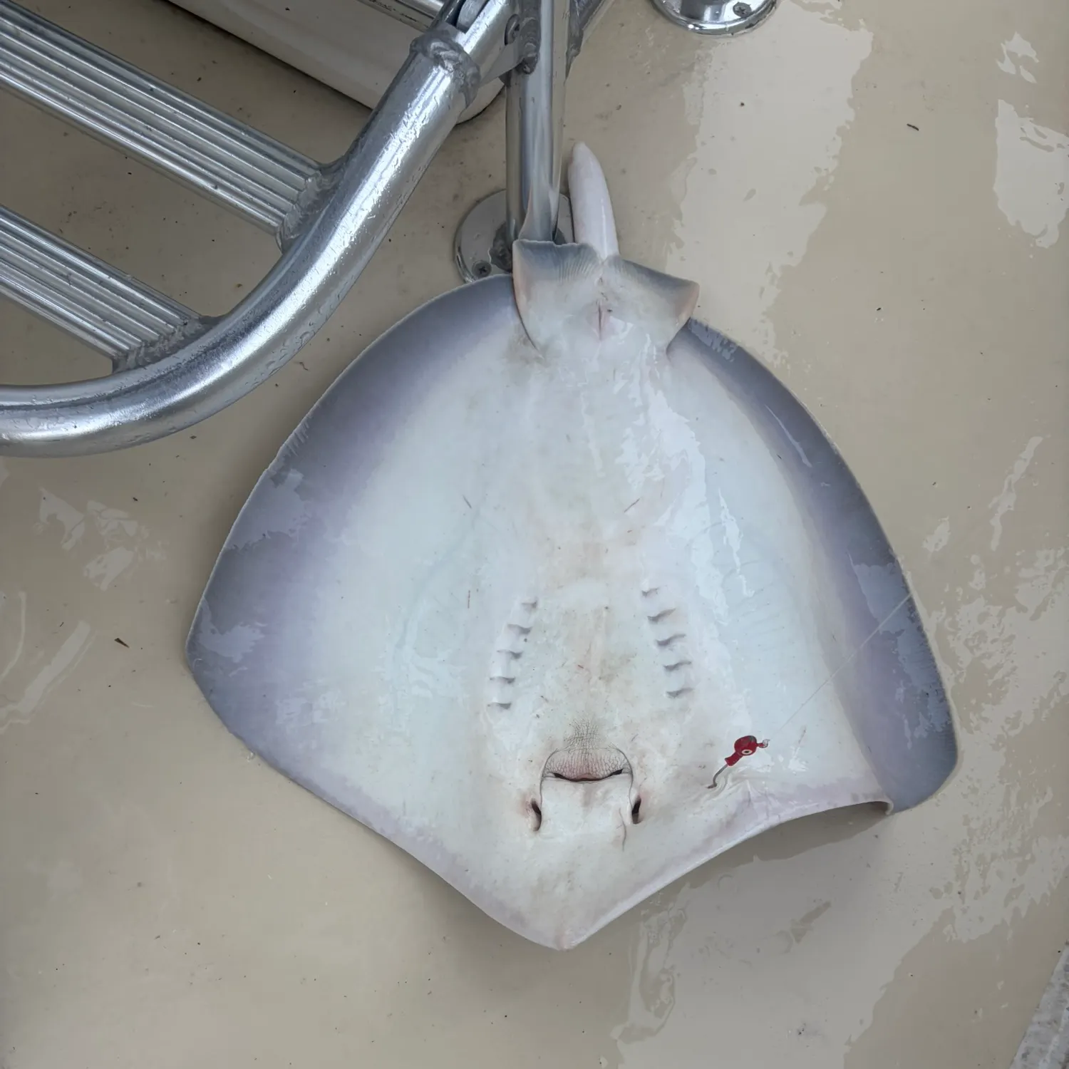 The most recent Southern stingray catches on Fishbrain