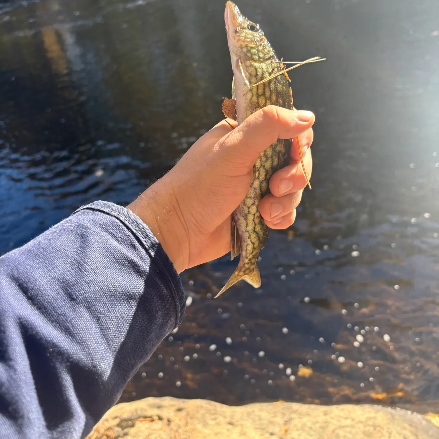 Chain pickerel caught on Fishbrain