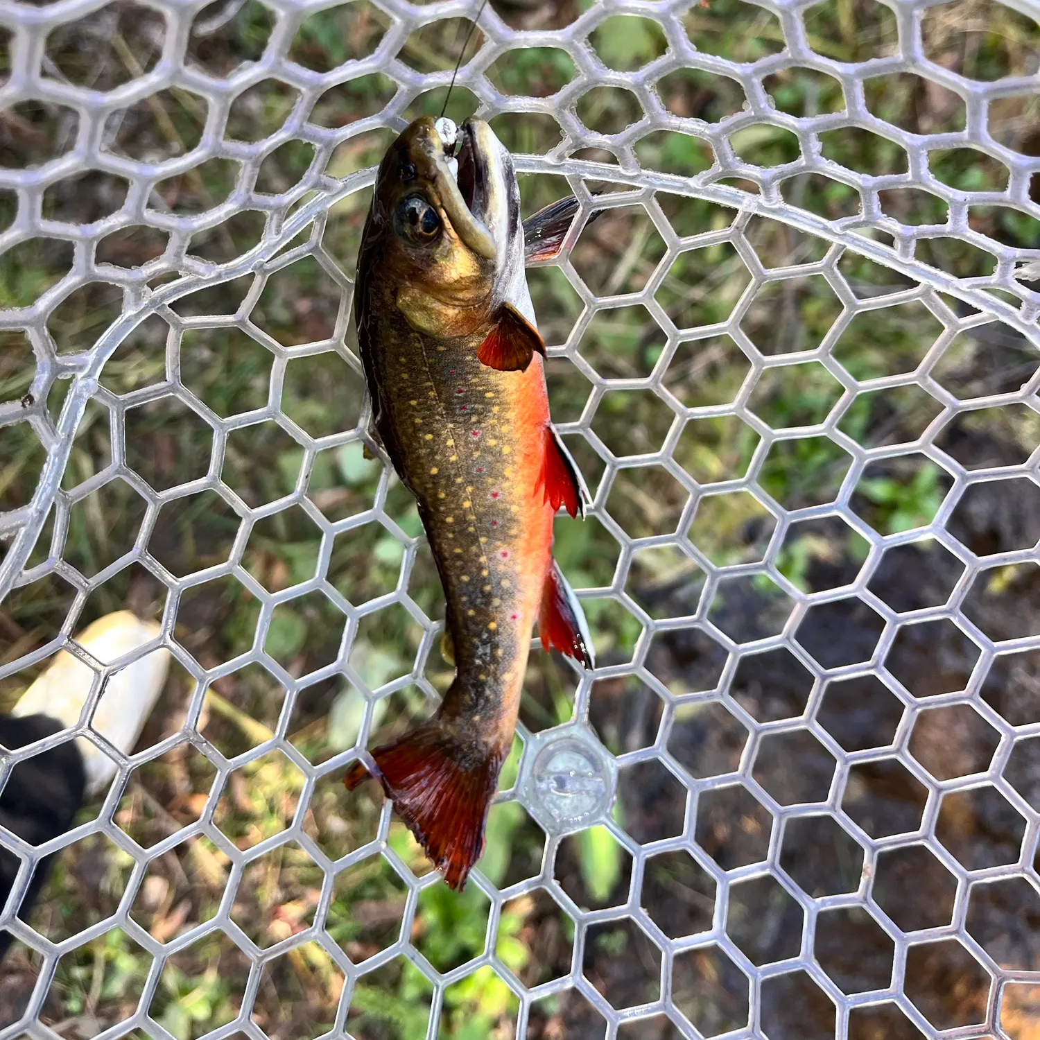 Brook trout caught on Fishbrain