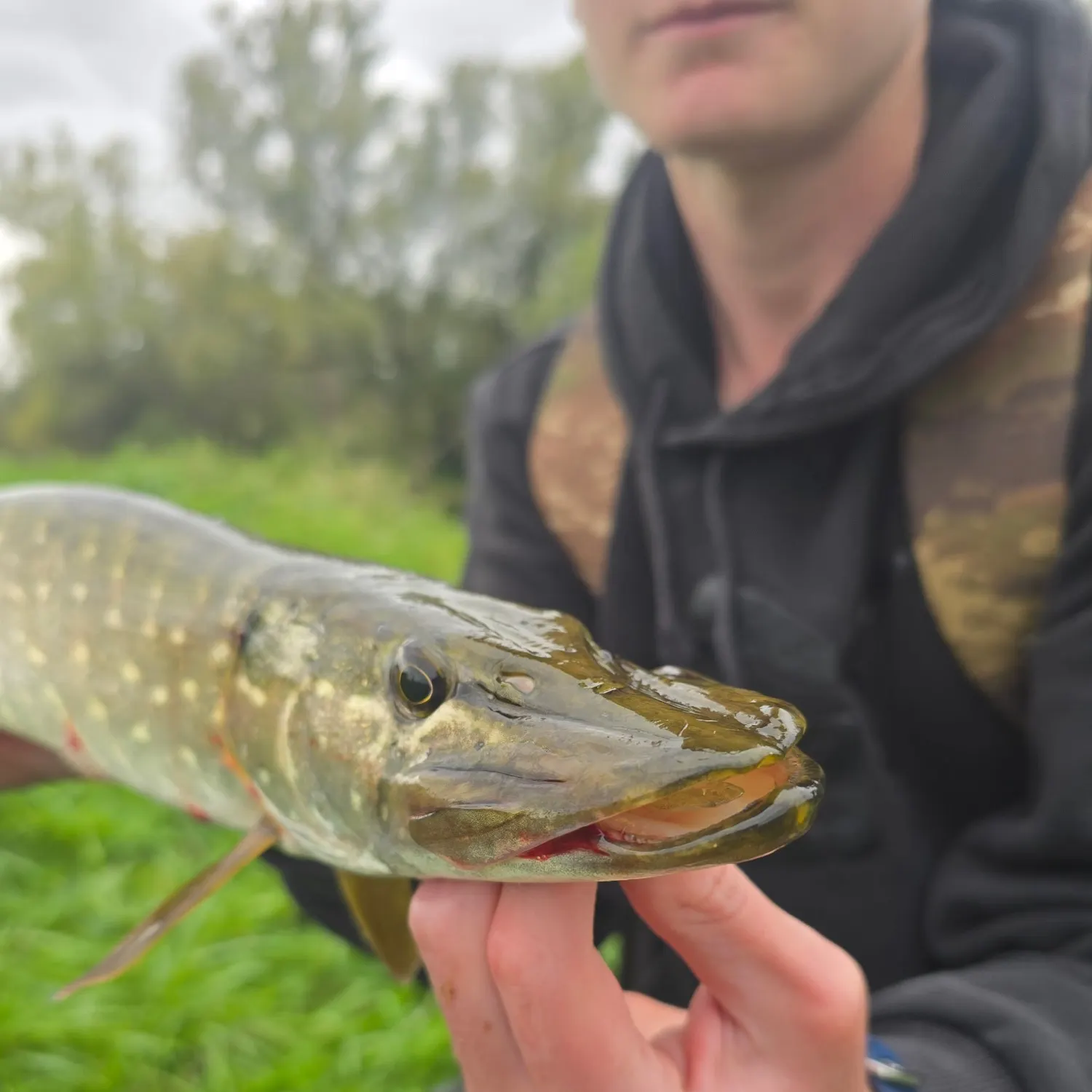 Northern pike caught on Fishbrain