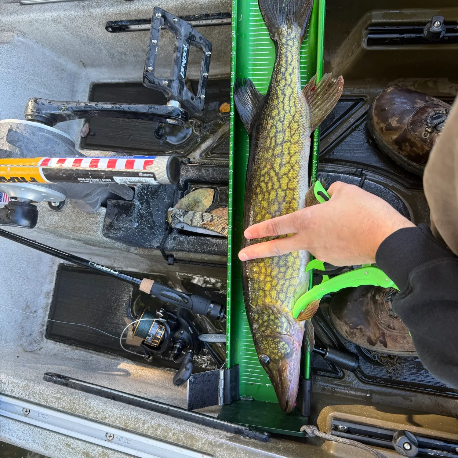 Chain pickerel caught on Fishbrain