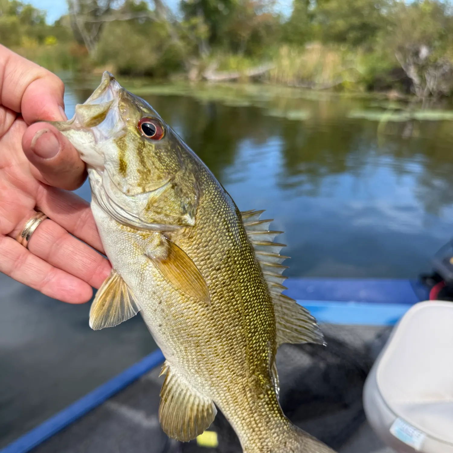 Smallmouth bass caught on Fishbrain