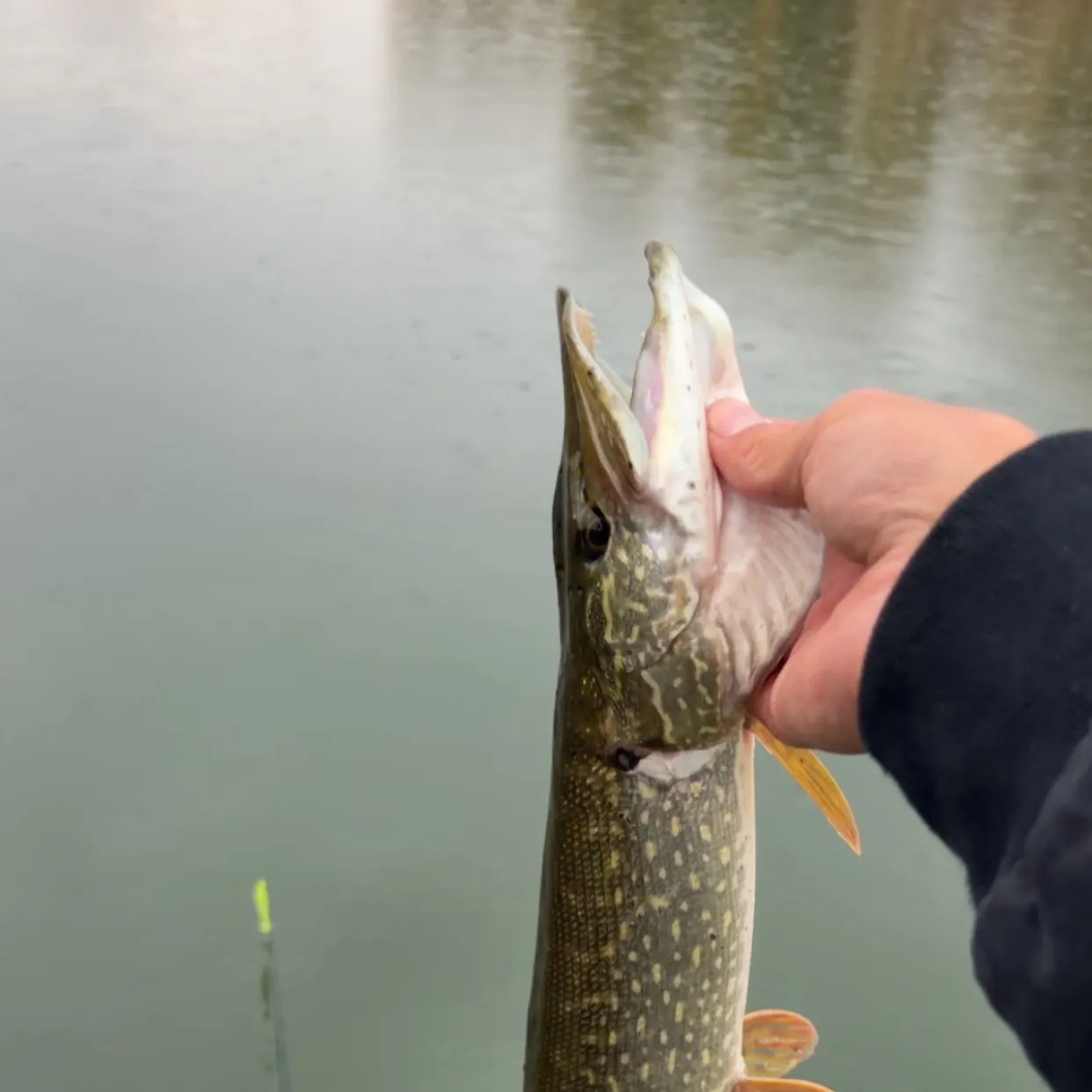Northern pike caught on Fishbrain