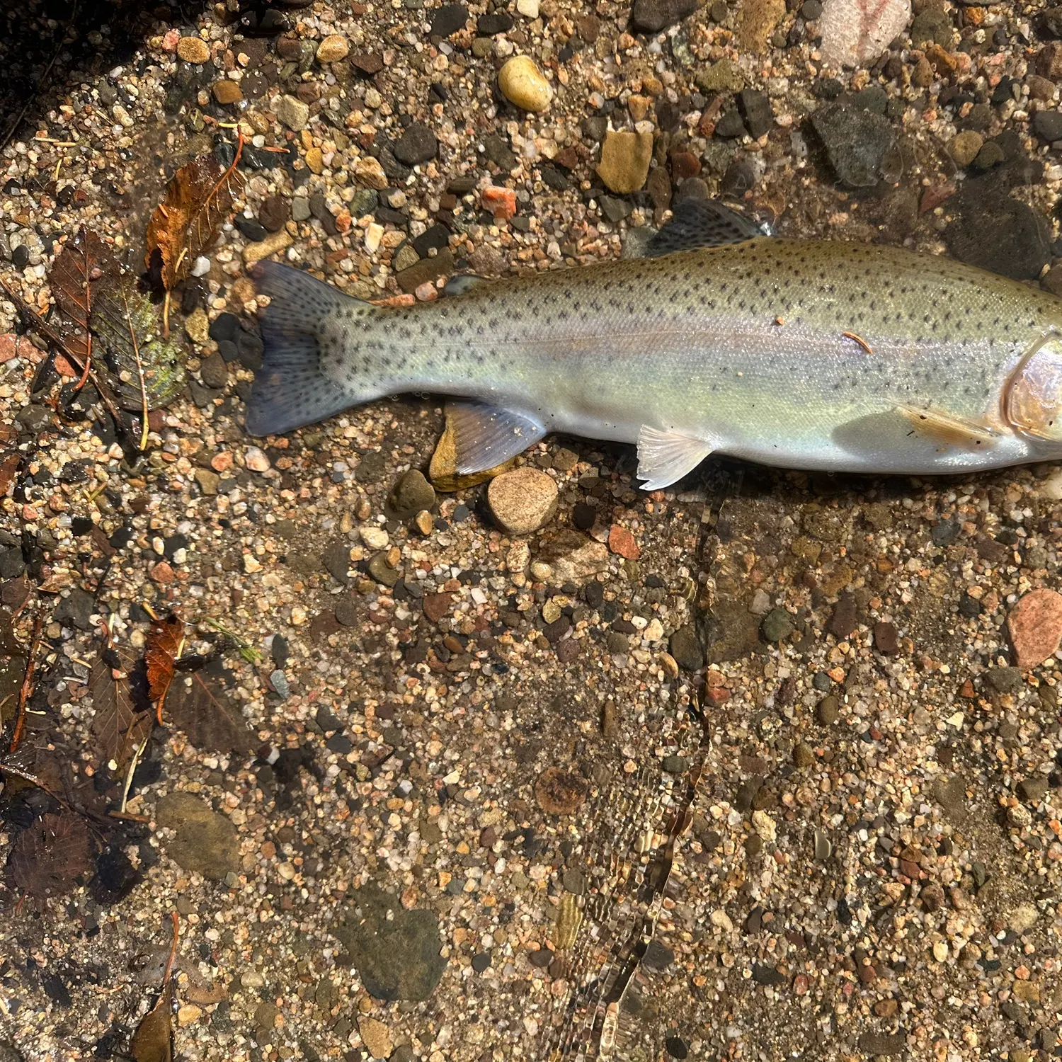 Rainbow trout caught on Fishbrain