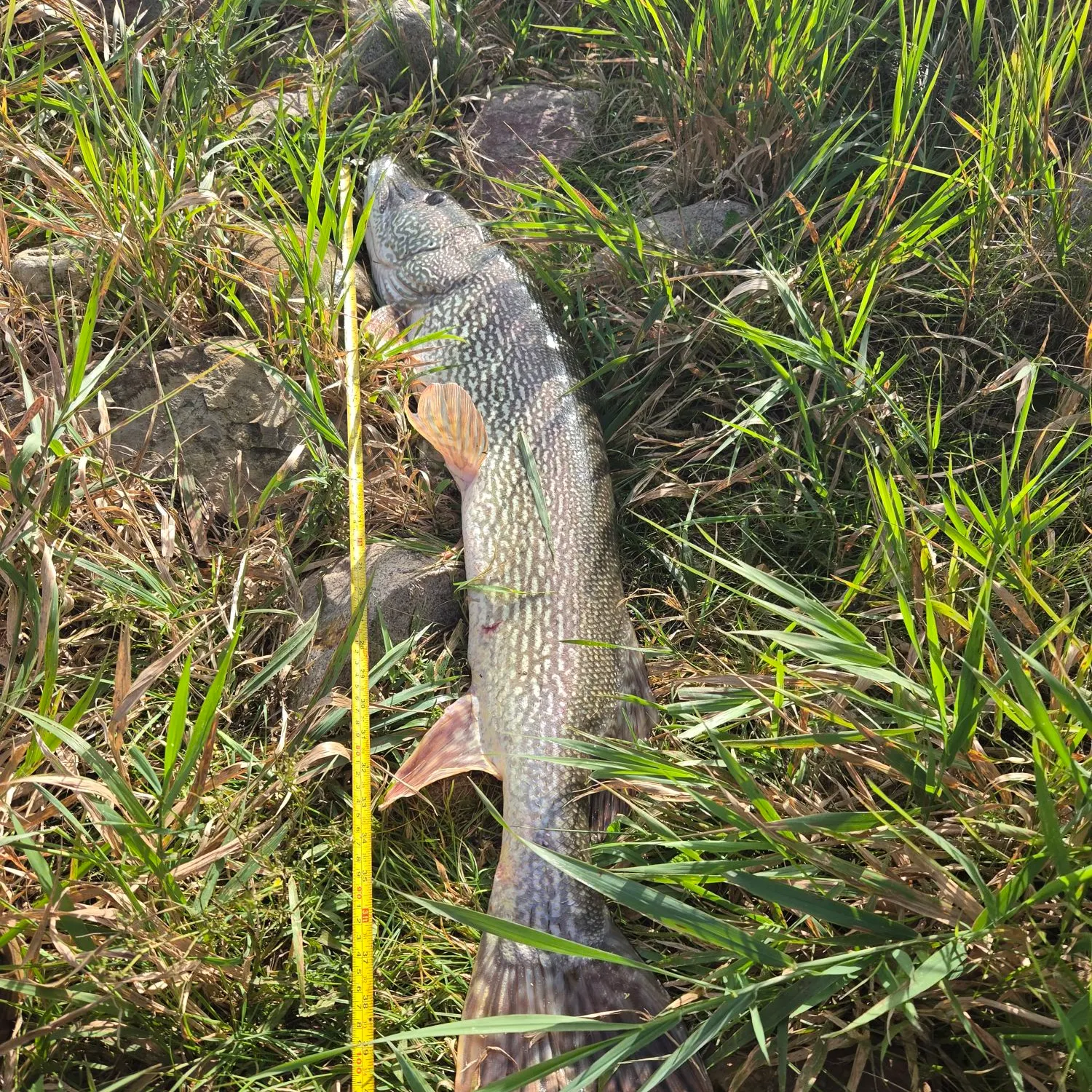Northern pike caught on Fishbrain