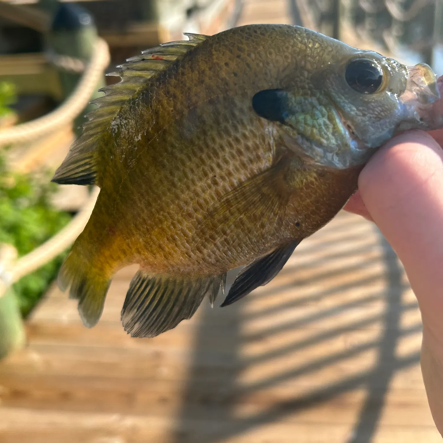 catch