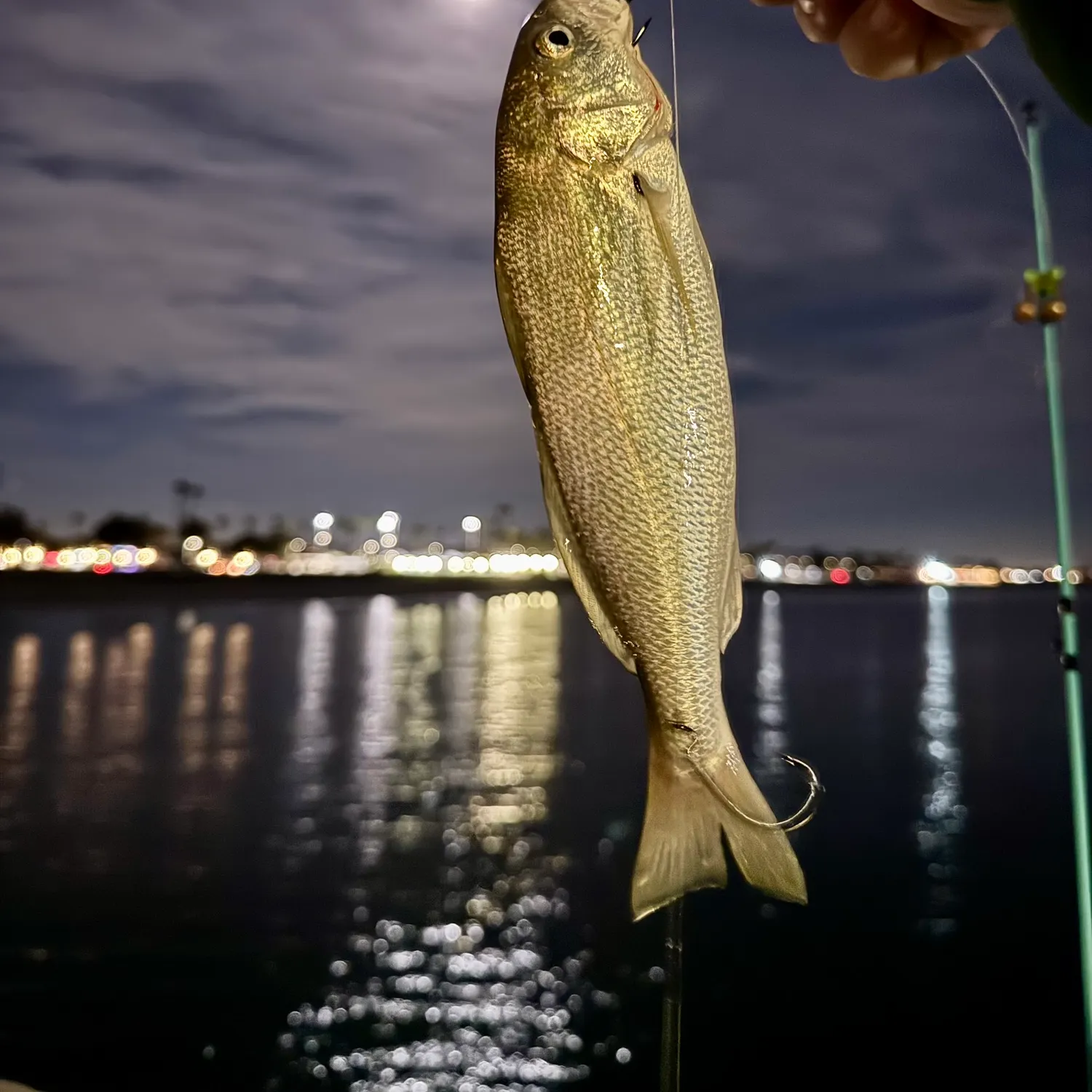The most recent White croaker catches on Fishbrain