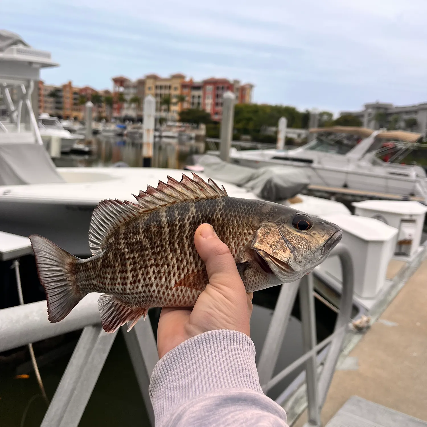 The most recent Mangrove snapper catches on Fishbrain