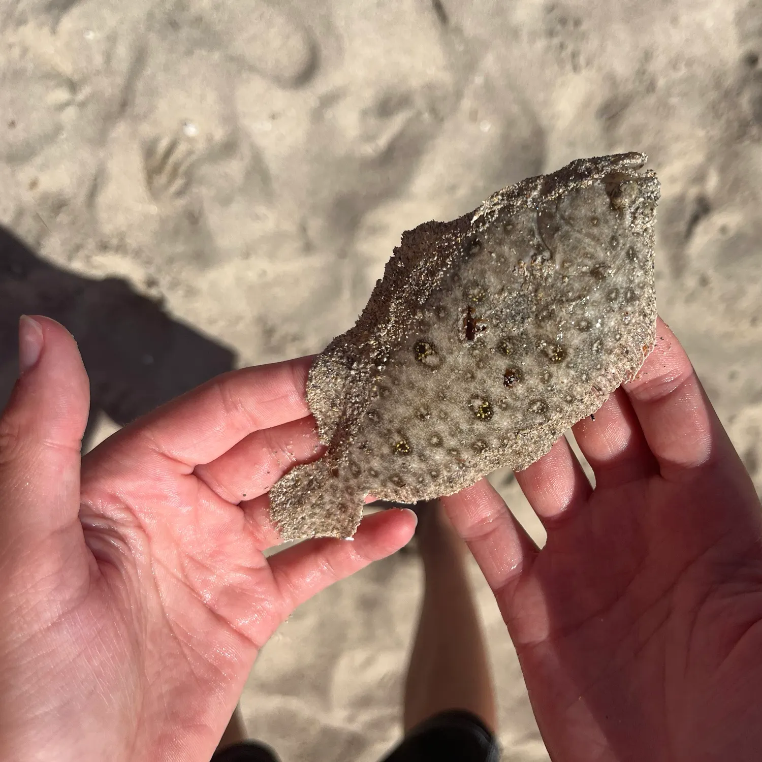 The most recent Black flounder catches on Fishbrain