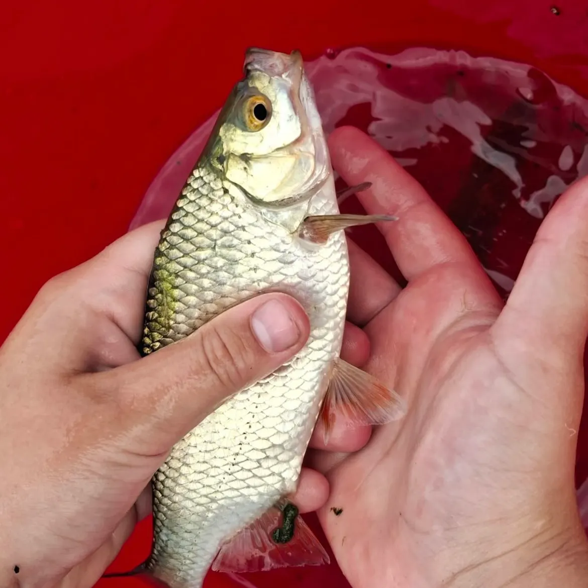 European chub caught on Fishbrain