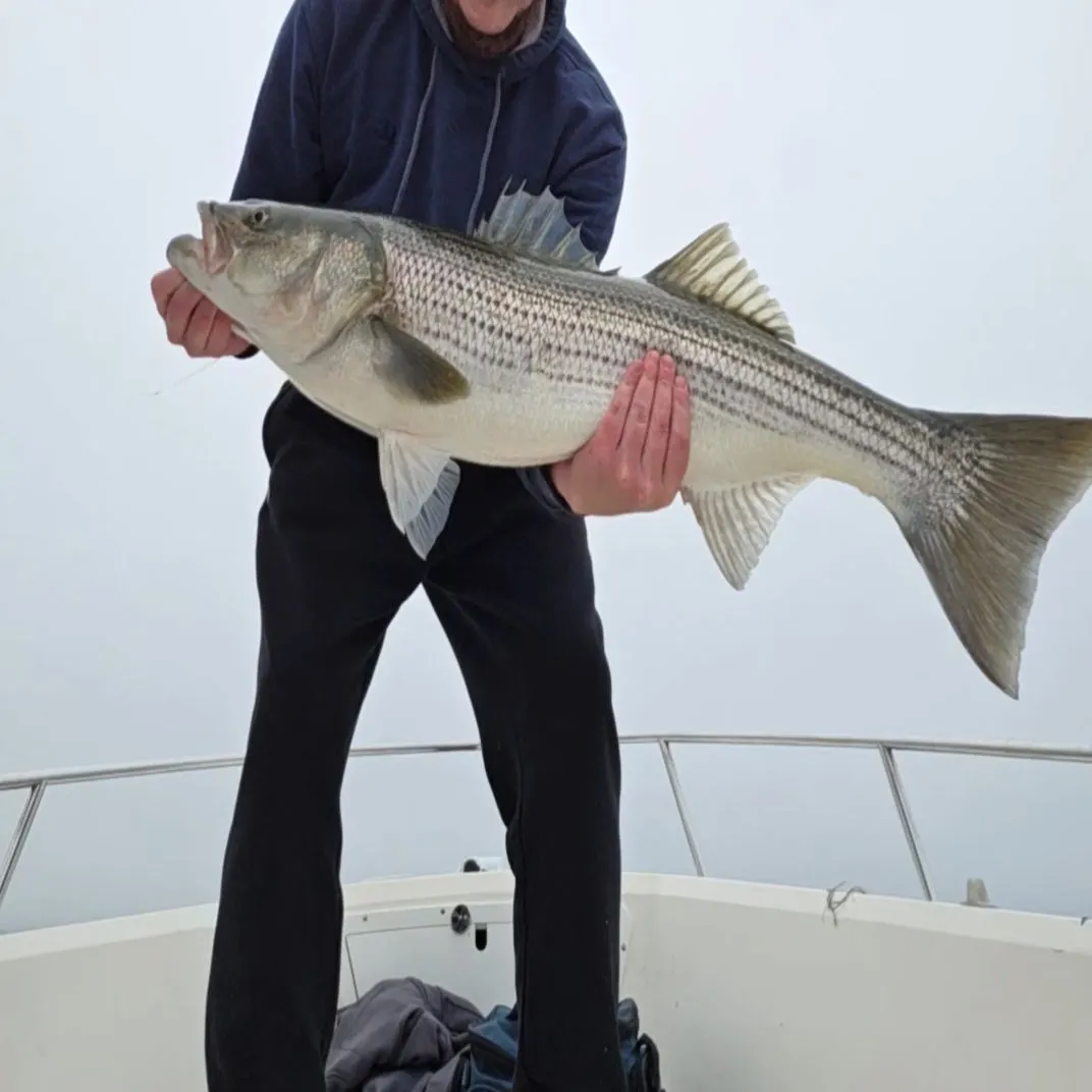 Striped bass caught on Fishbrain