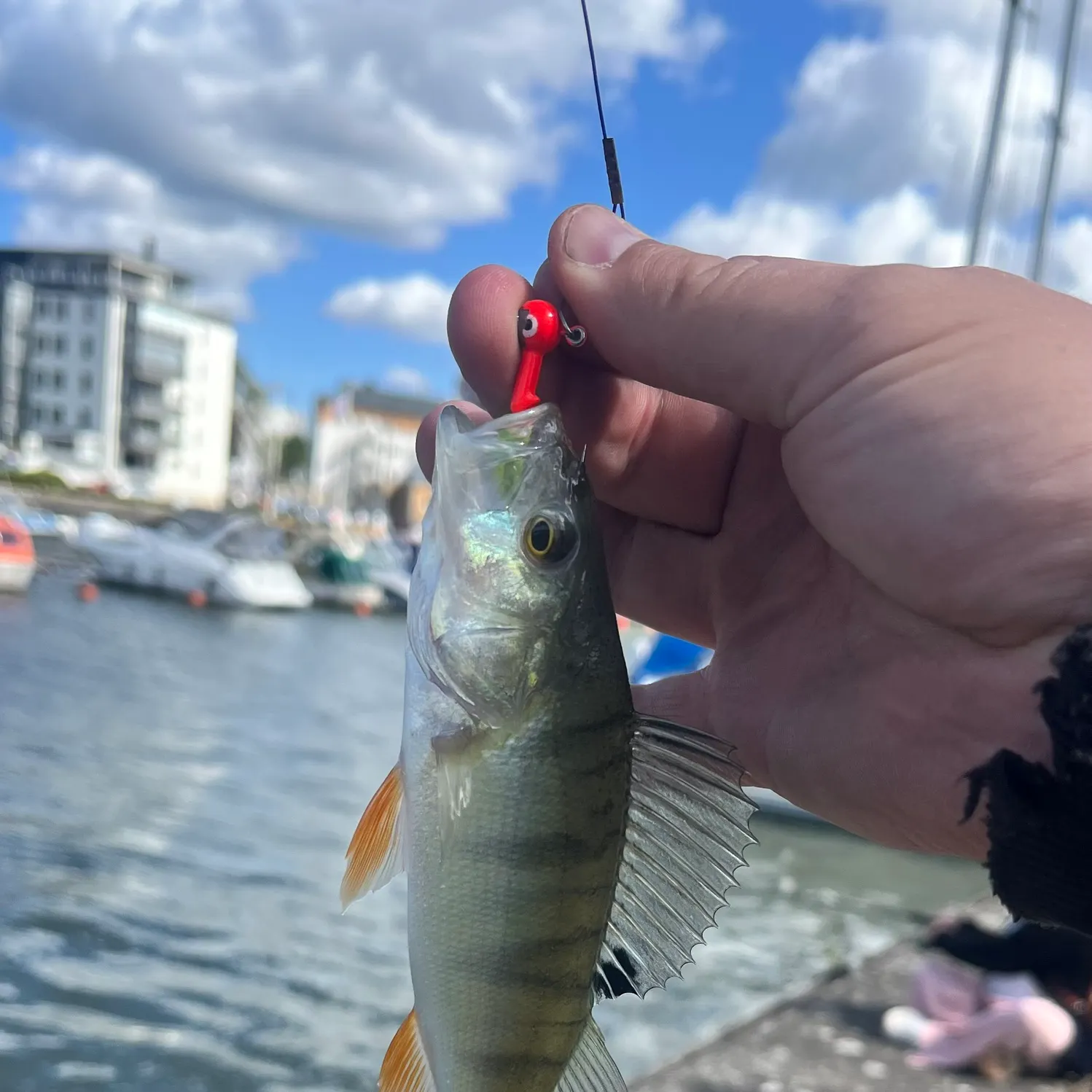 European perch caught on Fishbrain