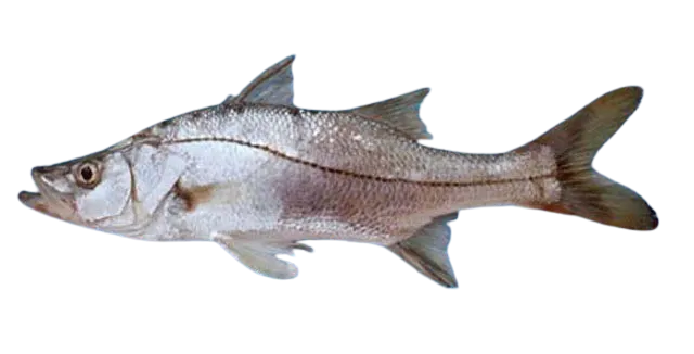 Blackfin snook
