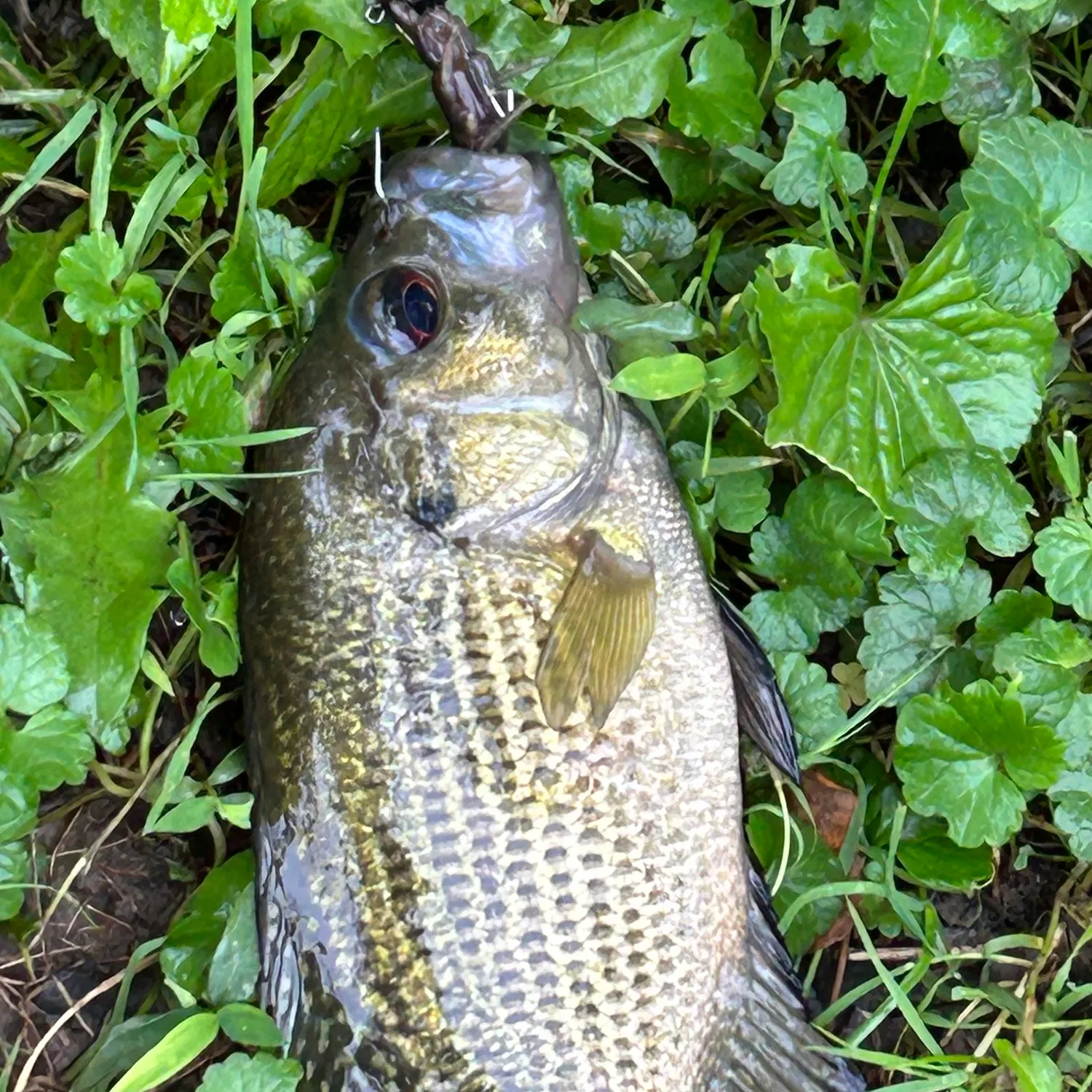The most recent Rock bass catches on Fishbrain