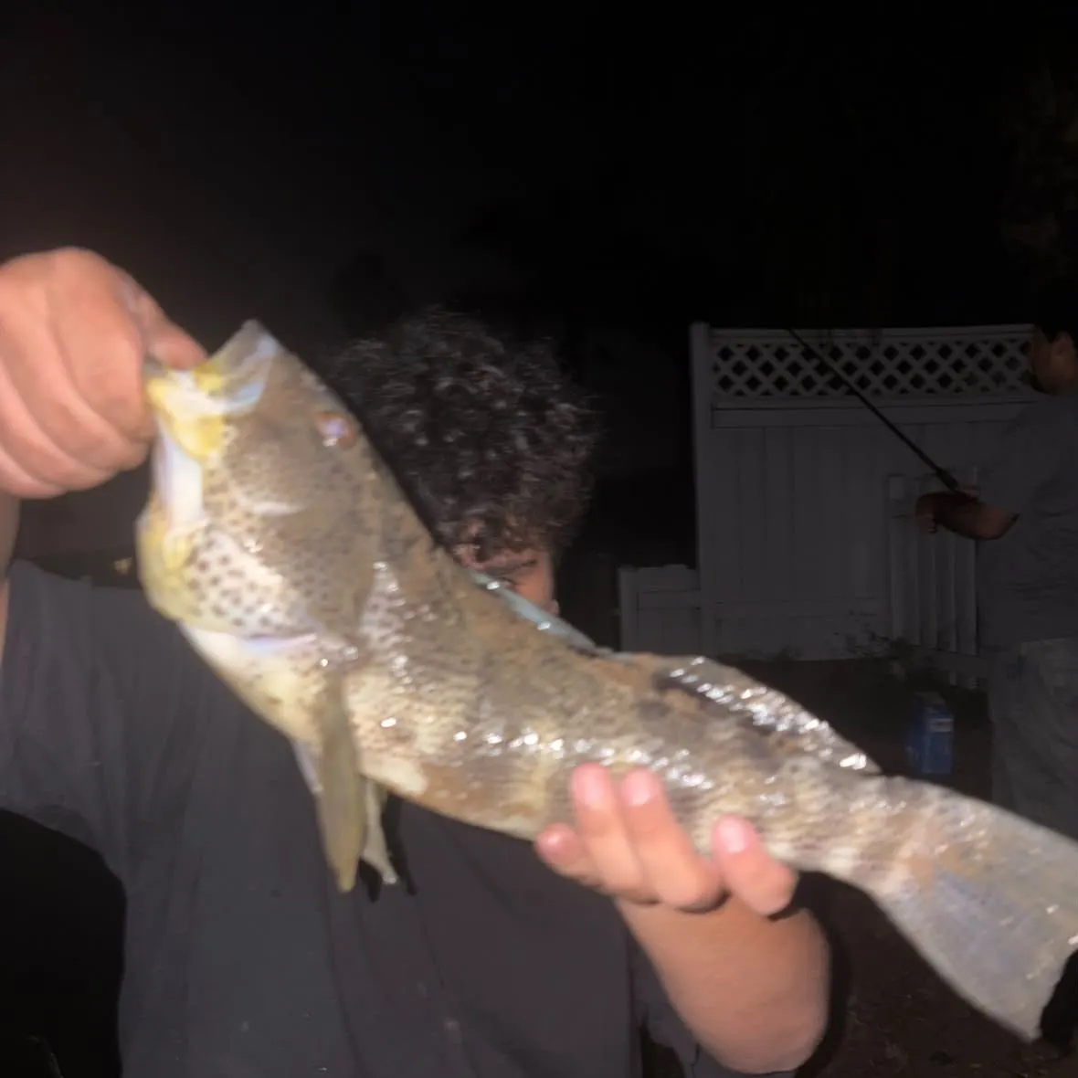 Spotted sand bass caught on Fishbrain