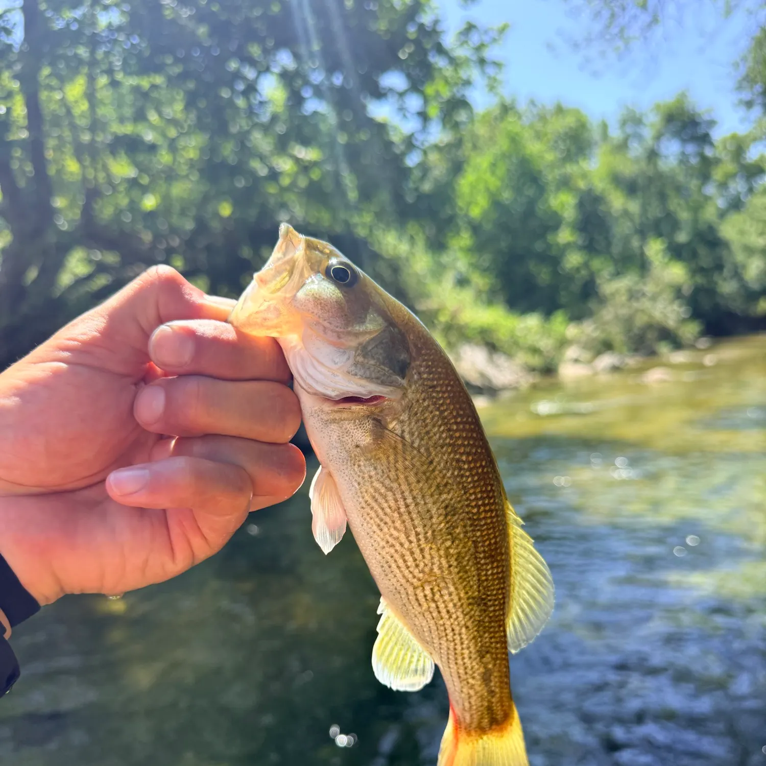 The most recent Guadalupe bass catches on Fishbrain