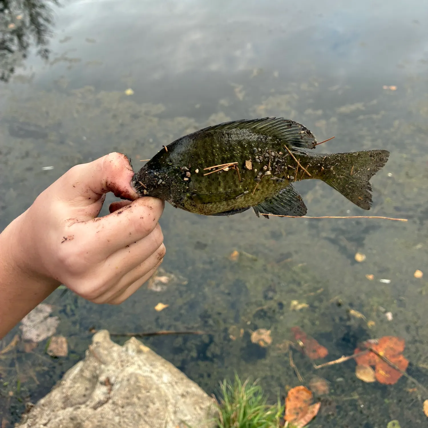 Bluegill caught on Fishbrain