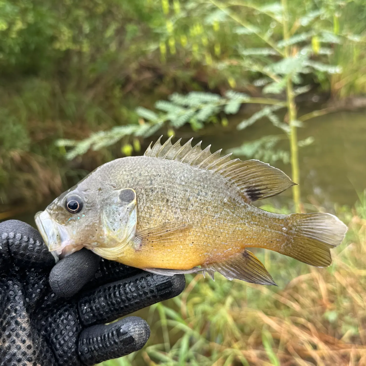 Green sunfish caught on Fishbrain