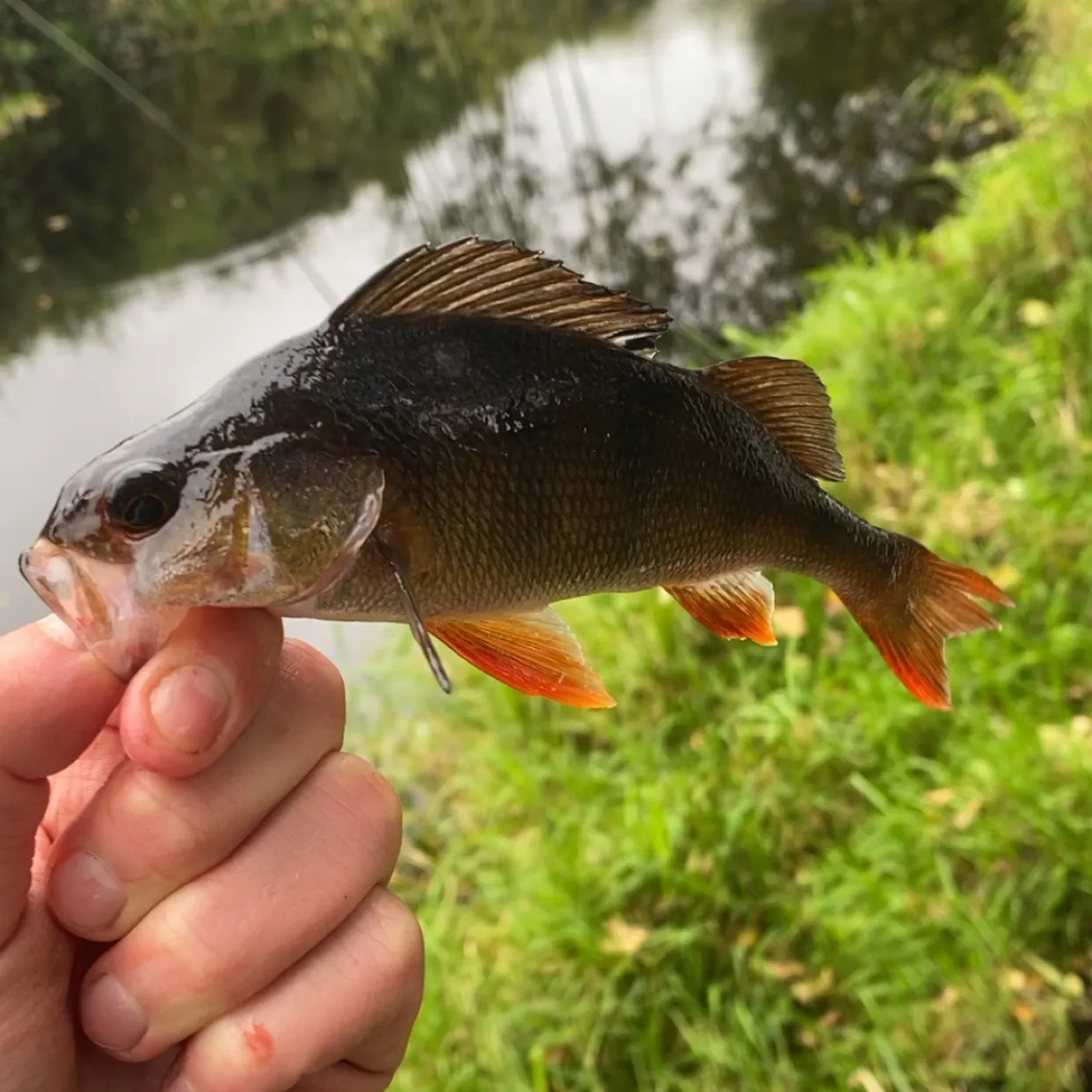 European perch caught on Fishbrain
