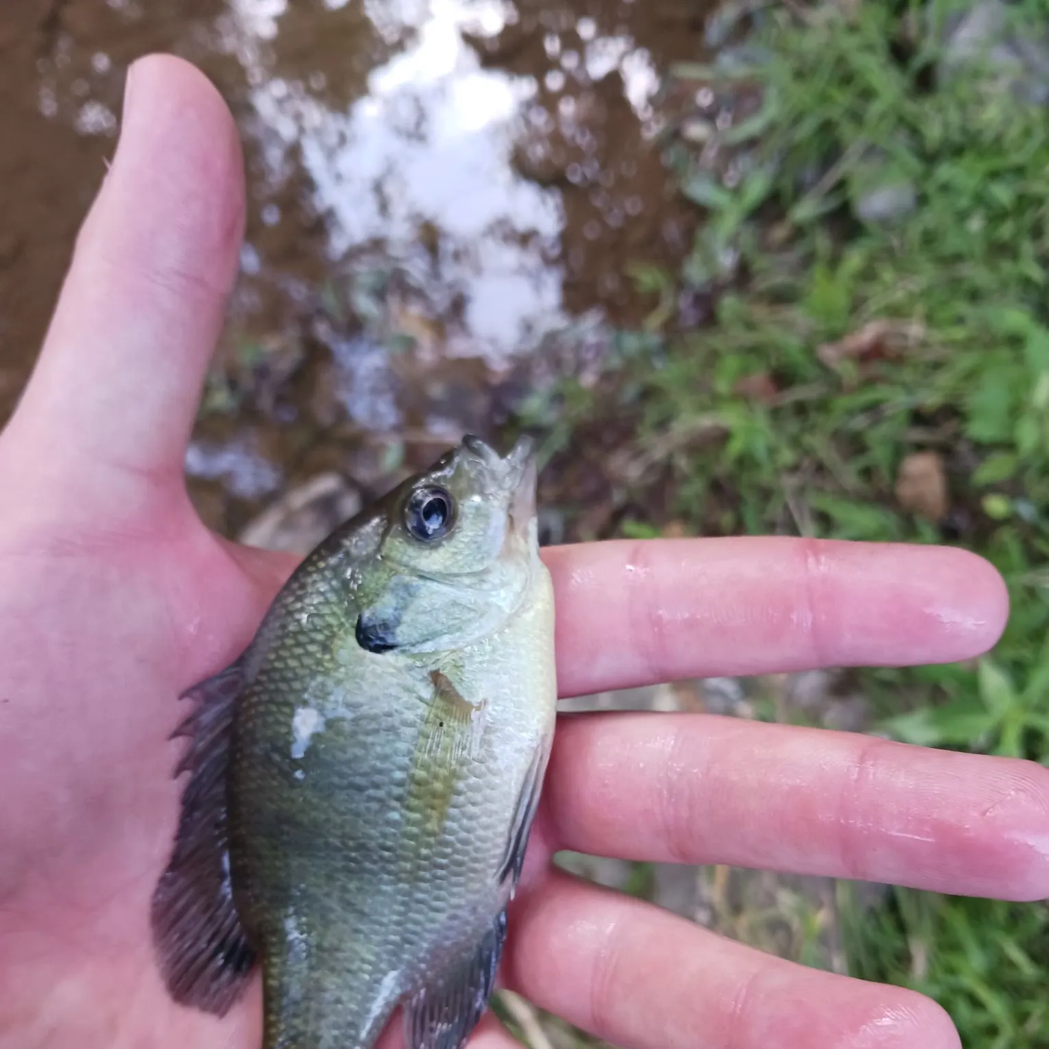 Bluegill caught on Fishbrain