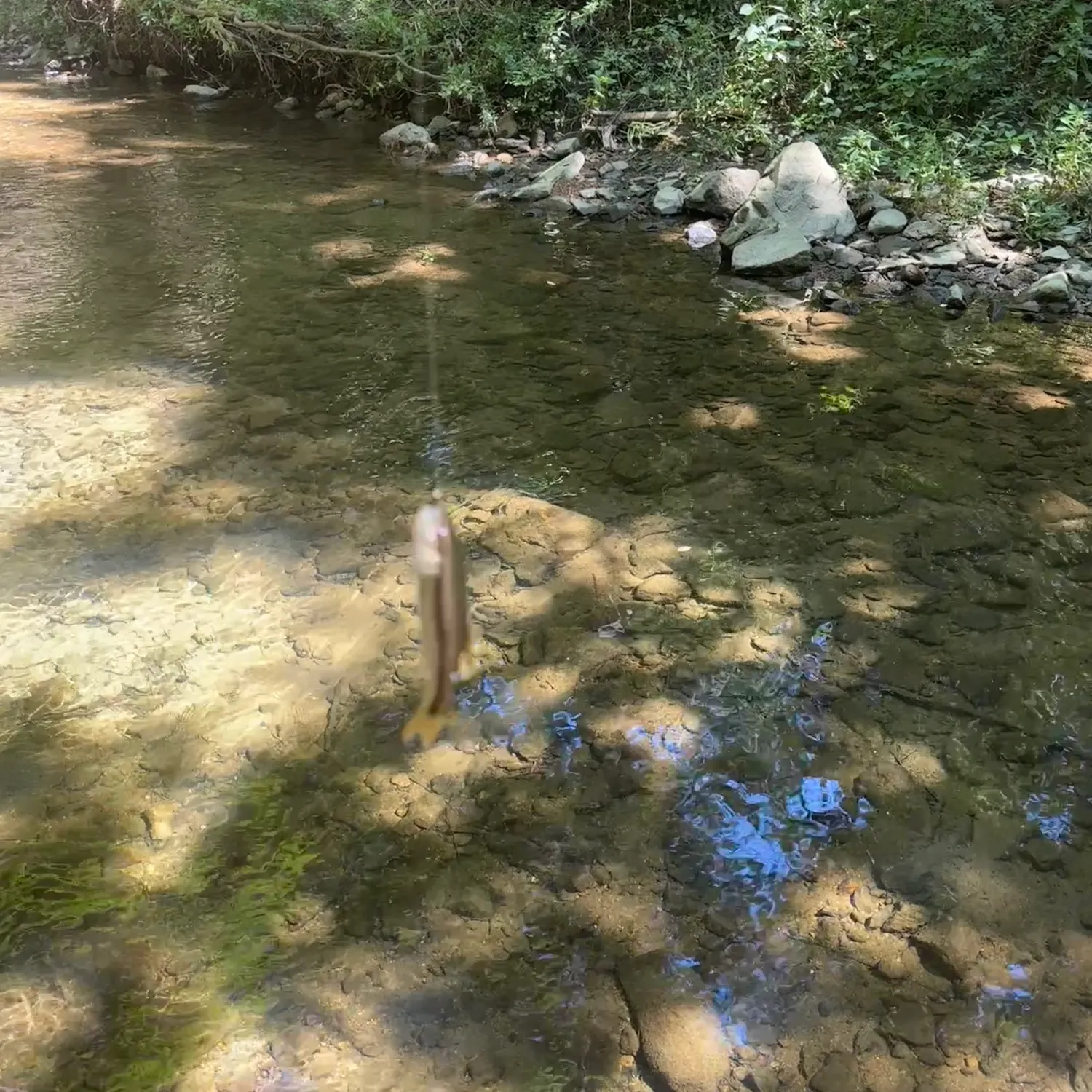 Creek chub caught on Fishbrain