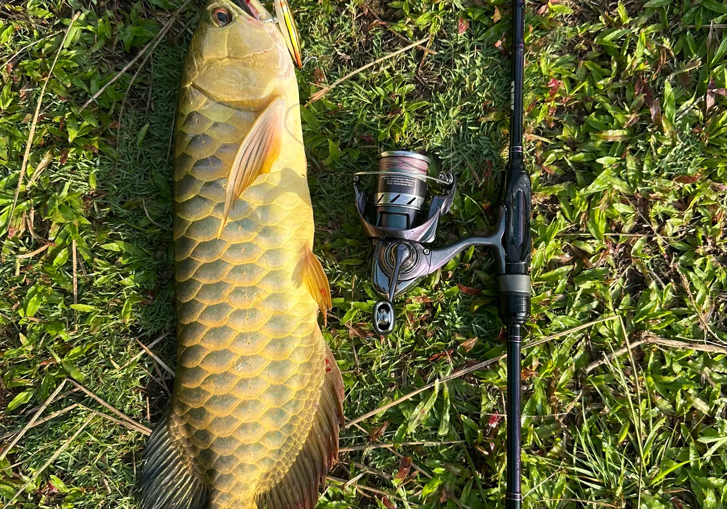 Spotted bonytongue