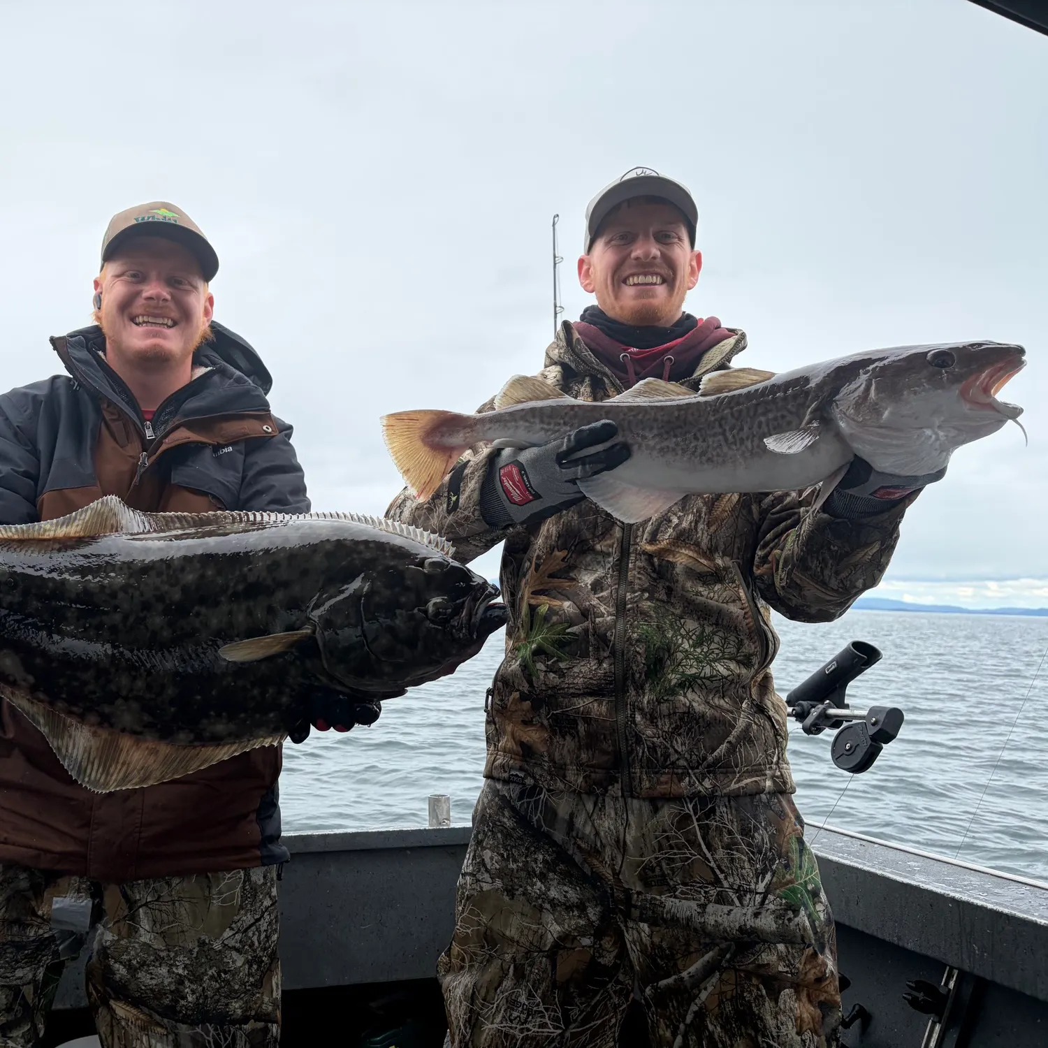 Pacific halibut caught on Fishbrain