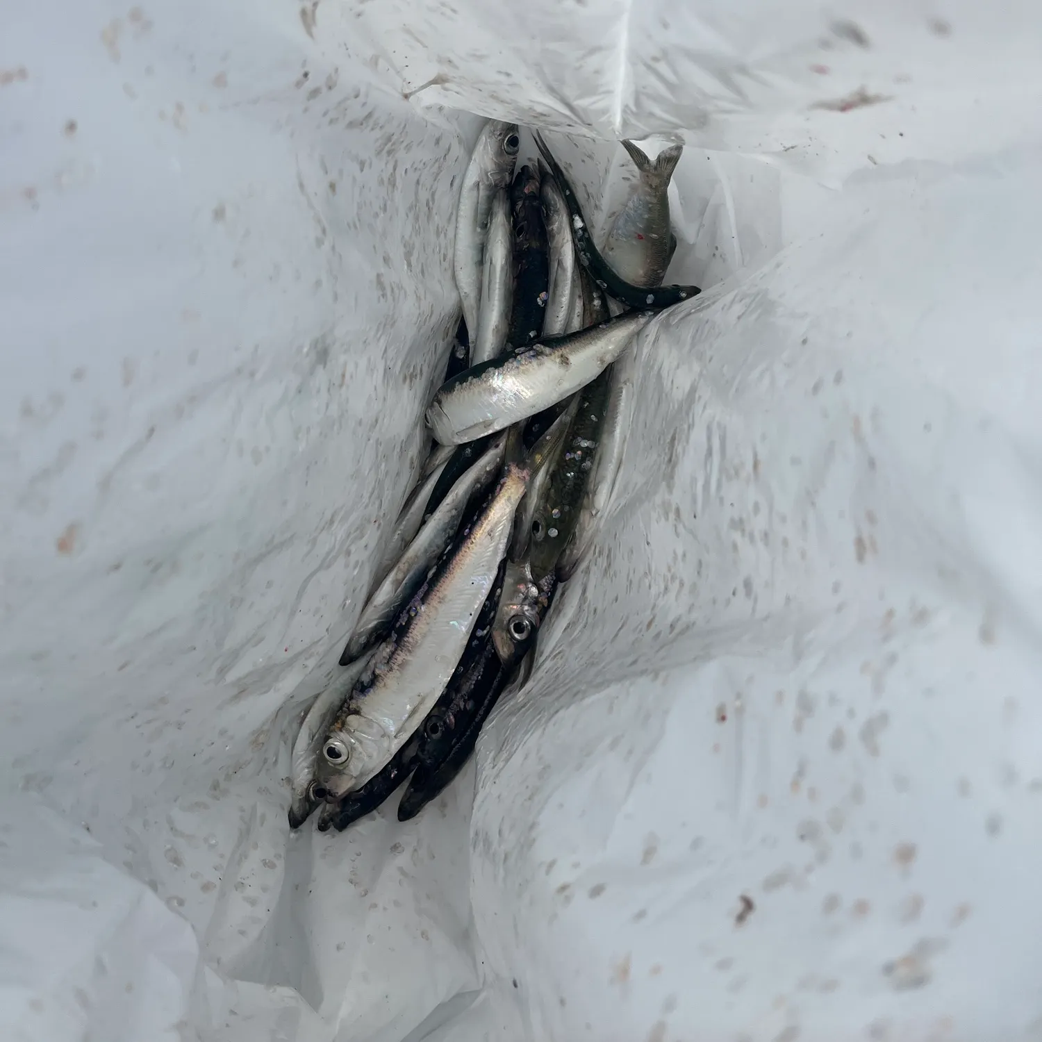 The most recent Atlantic herring catches on Fishbrain