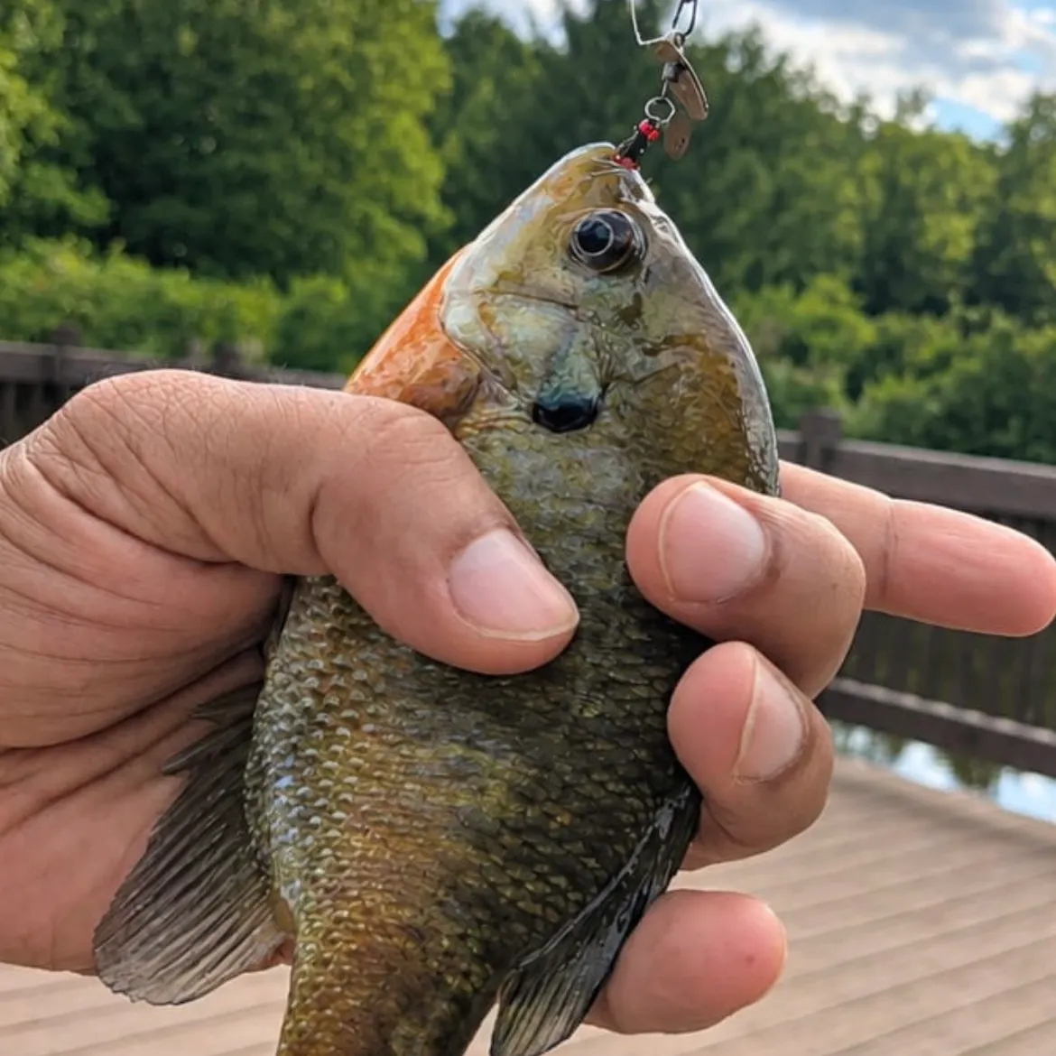 The most recent Redbreast sunfish catches on Fishbrain