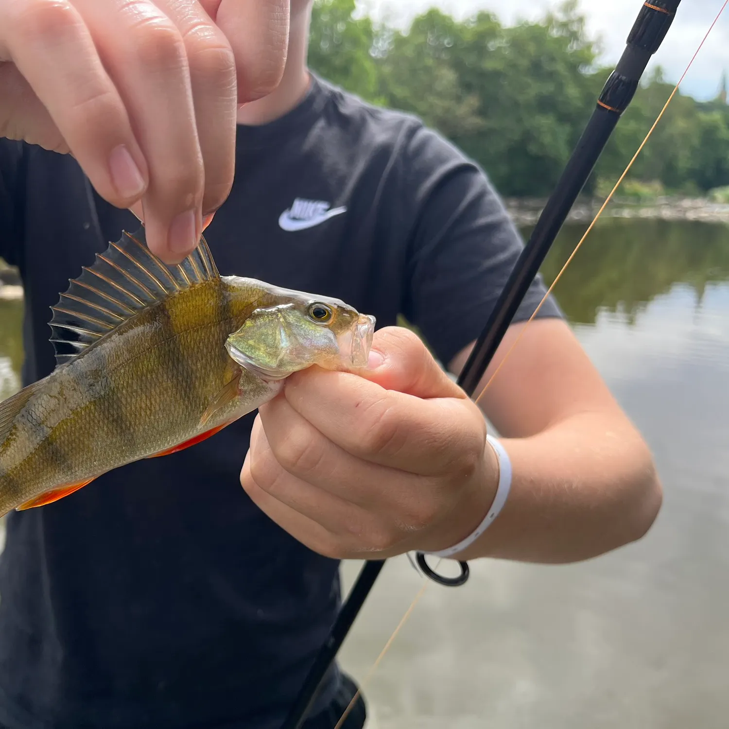 European perch caught on Fishbrain