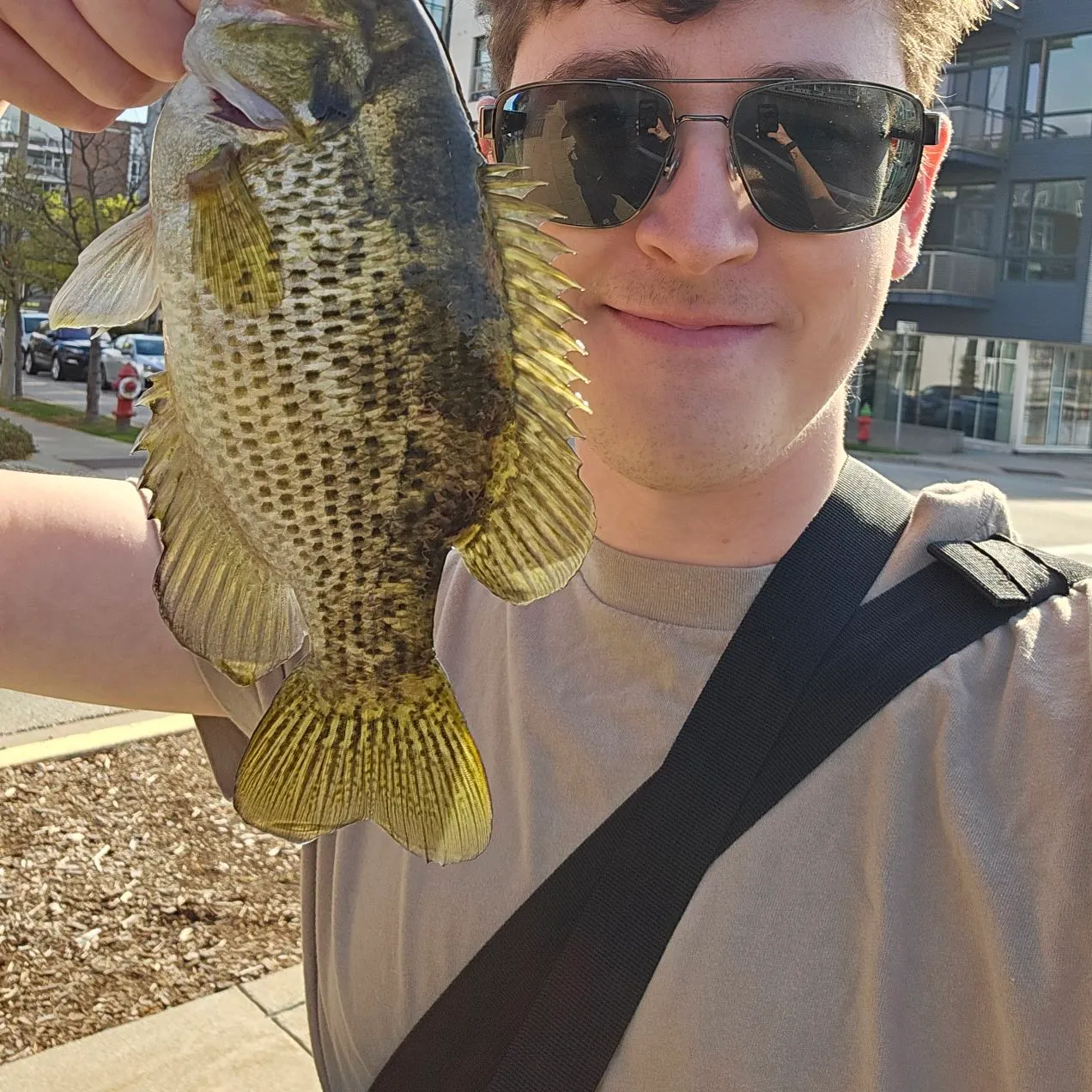 Rock bass caught on Fishbrain