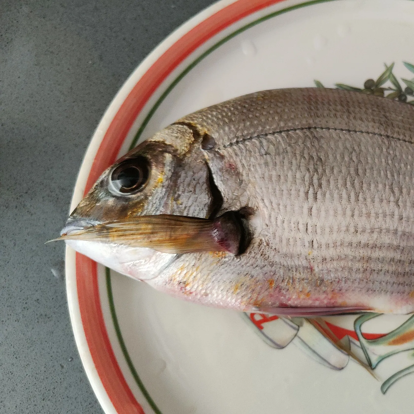 The most recent White seabream catches on Fishbrain