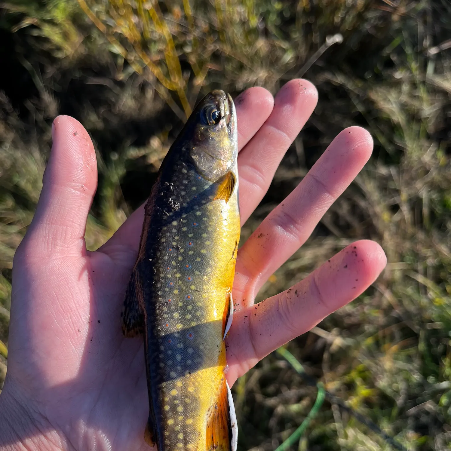 Brook trout caught on Fishbrain