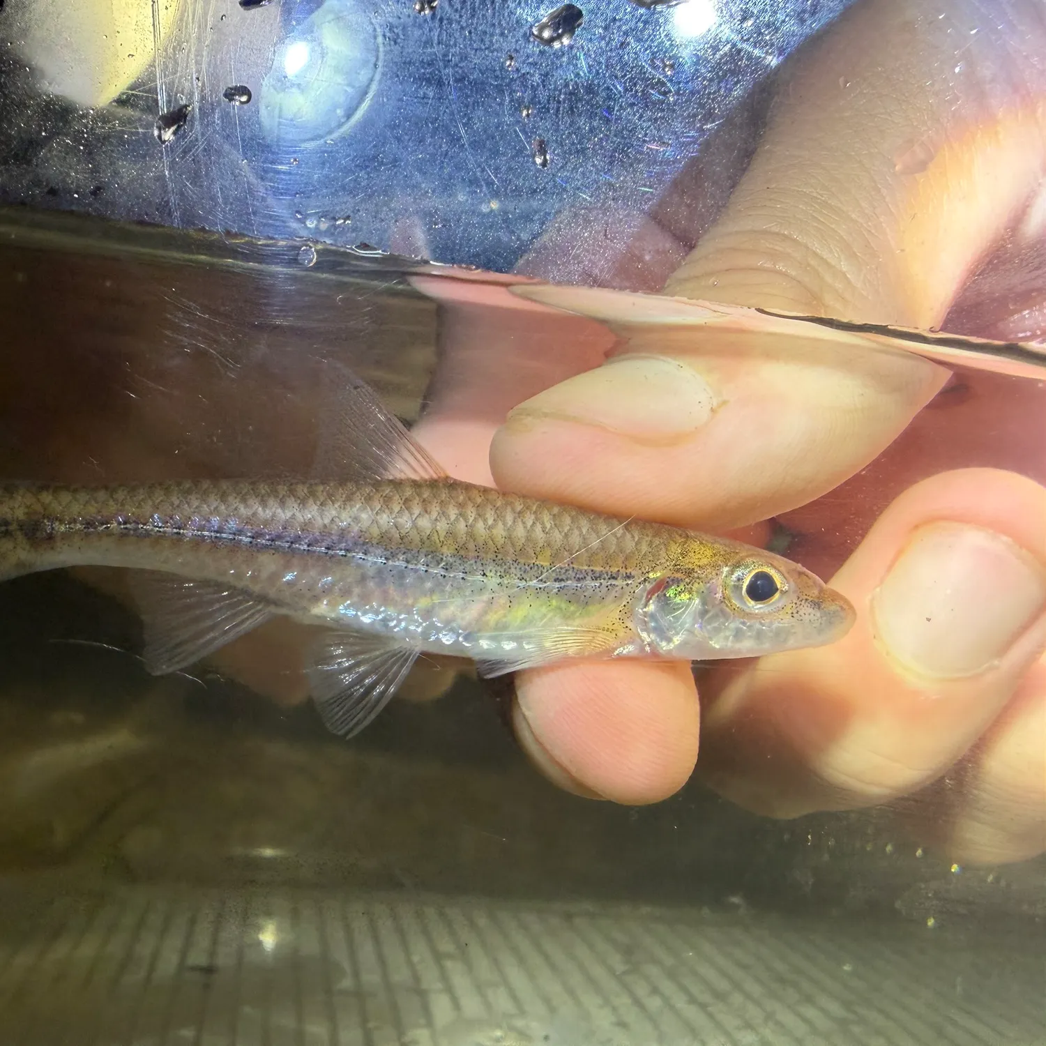 The most recent Longjaw bonefish catches on Fishbrain