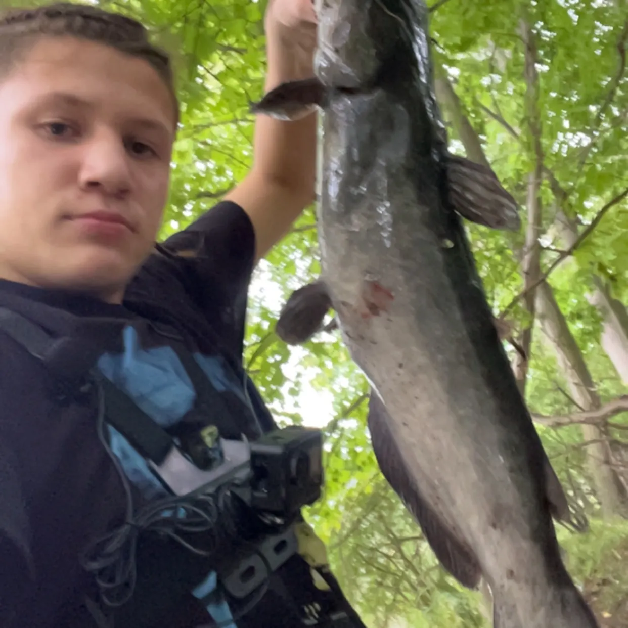 Channel catfish caught on Fishbrain