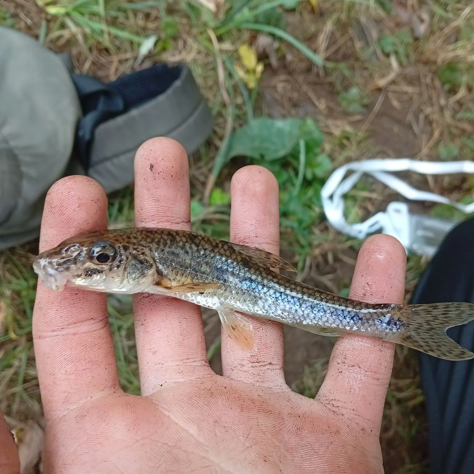The most recent Gudgeon catches on Fishbrain