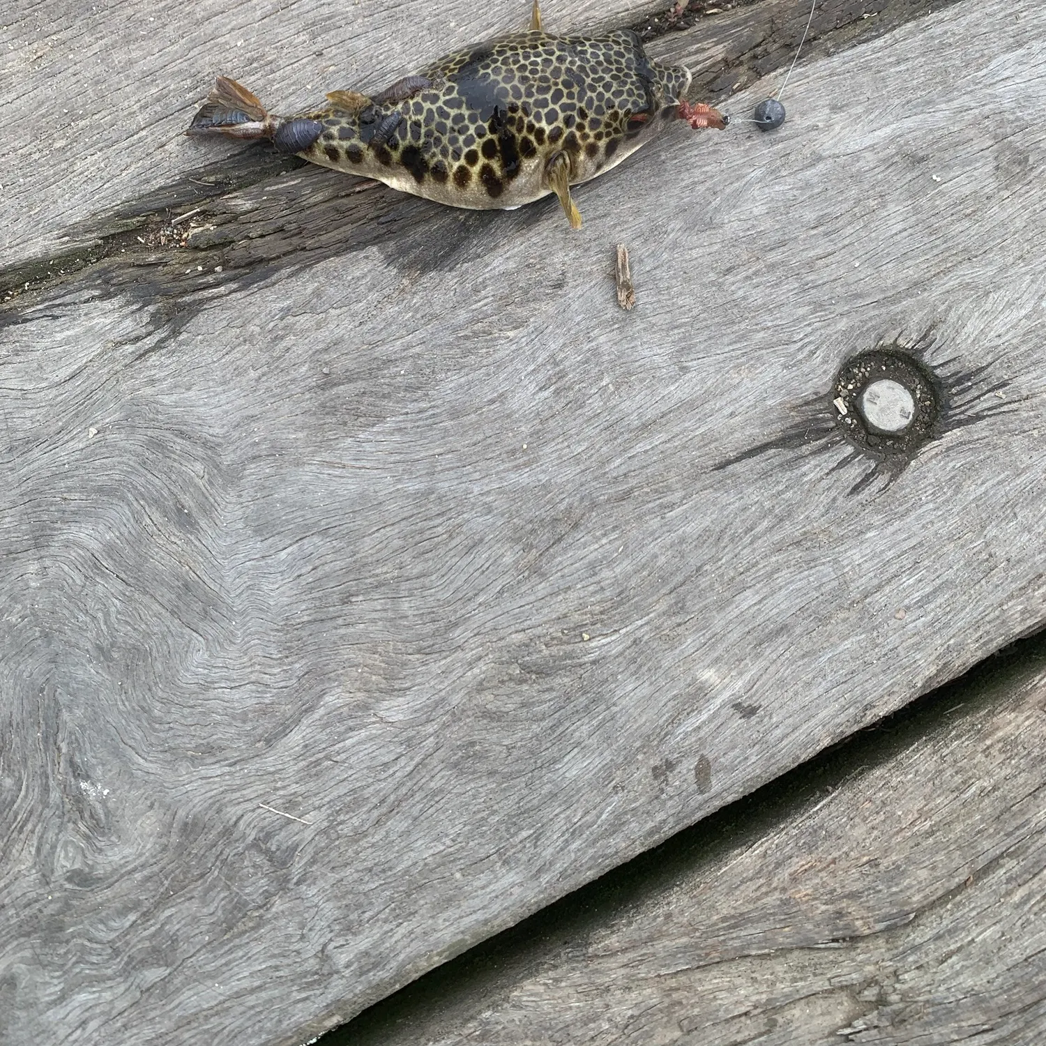 The most recent Smooth toadfish catches on Fishbrain