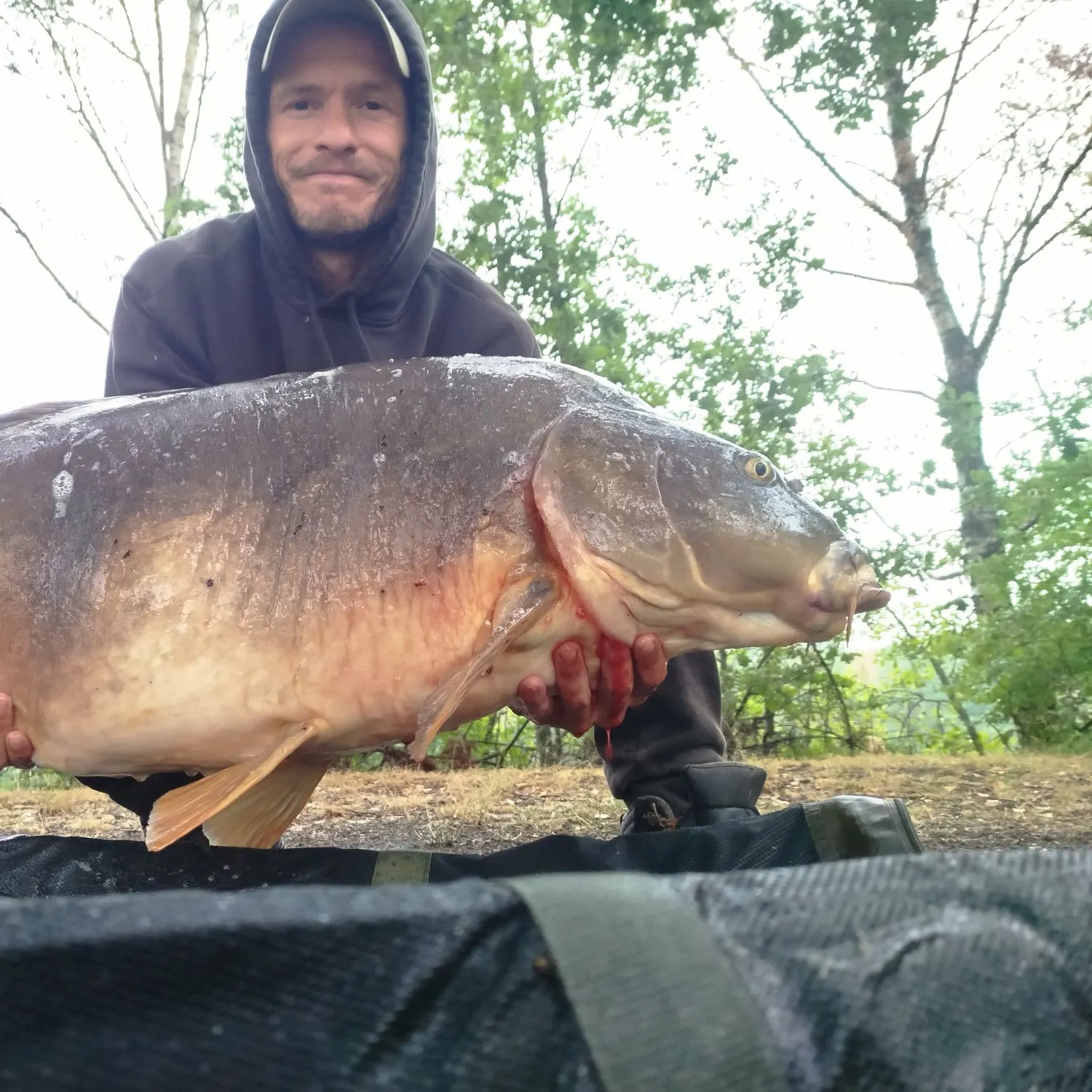 Leather carp caught on Fishbrain