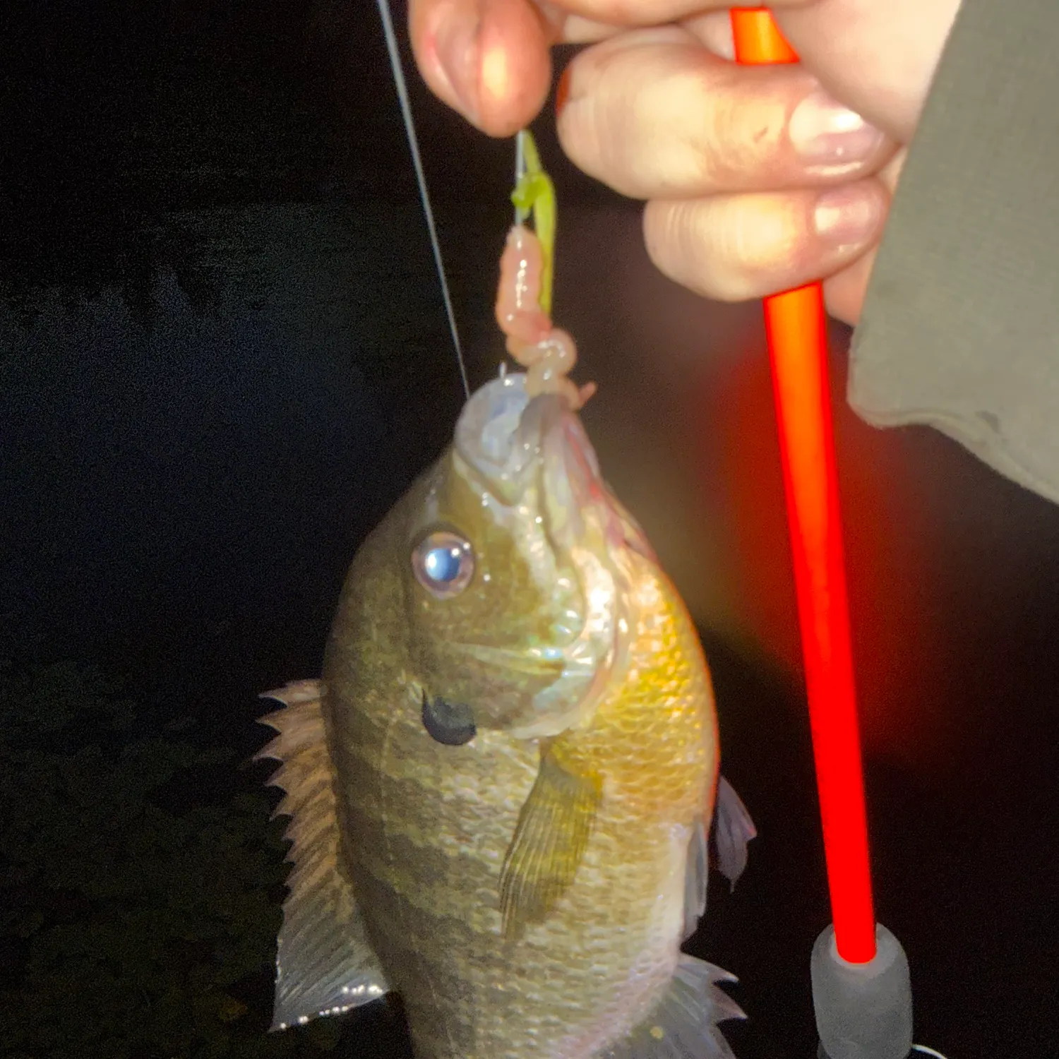 Bluegill caught on Fishbrain