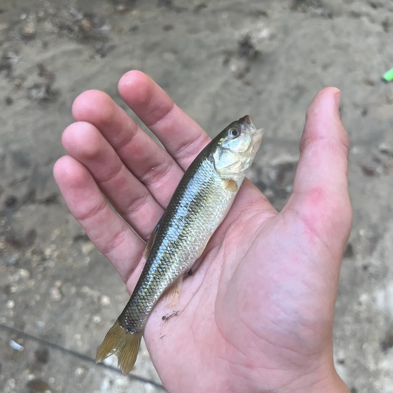 Creek chub caught on Fishbrain