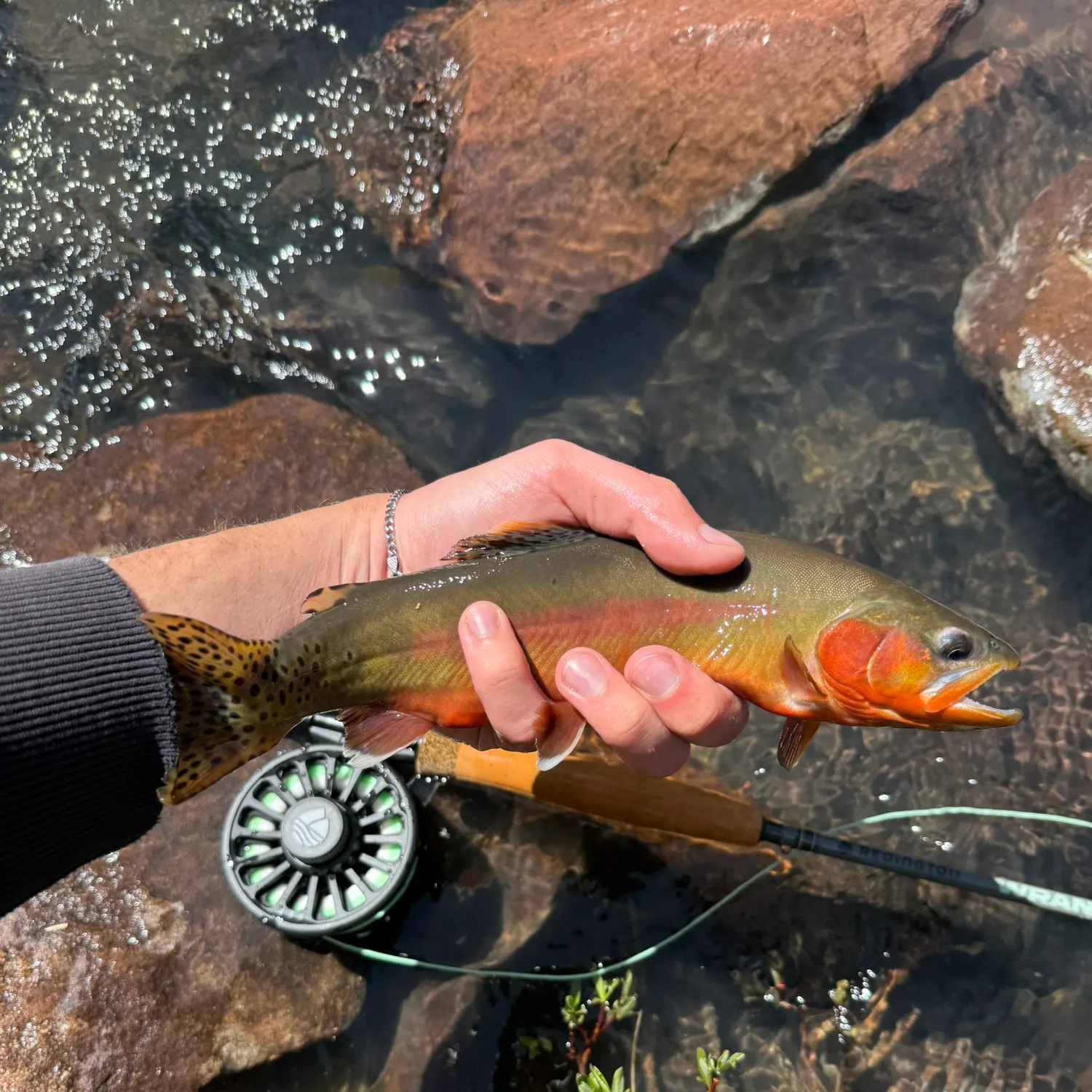 The most recent Golden trout catches on Fishbrain