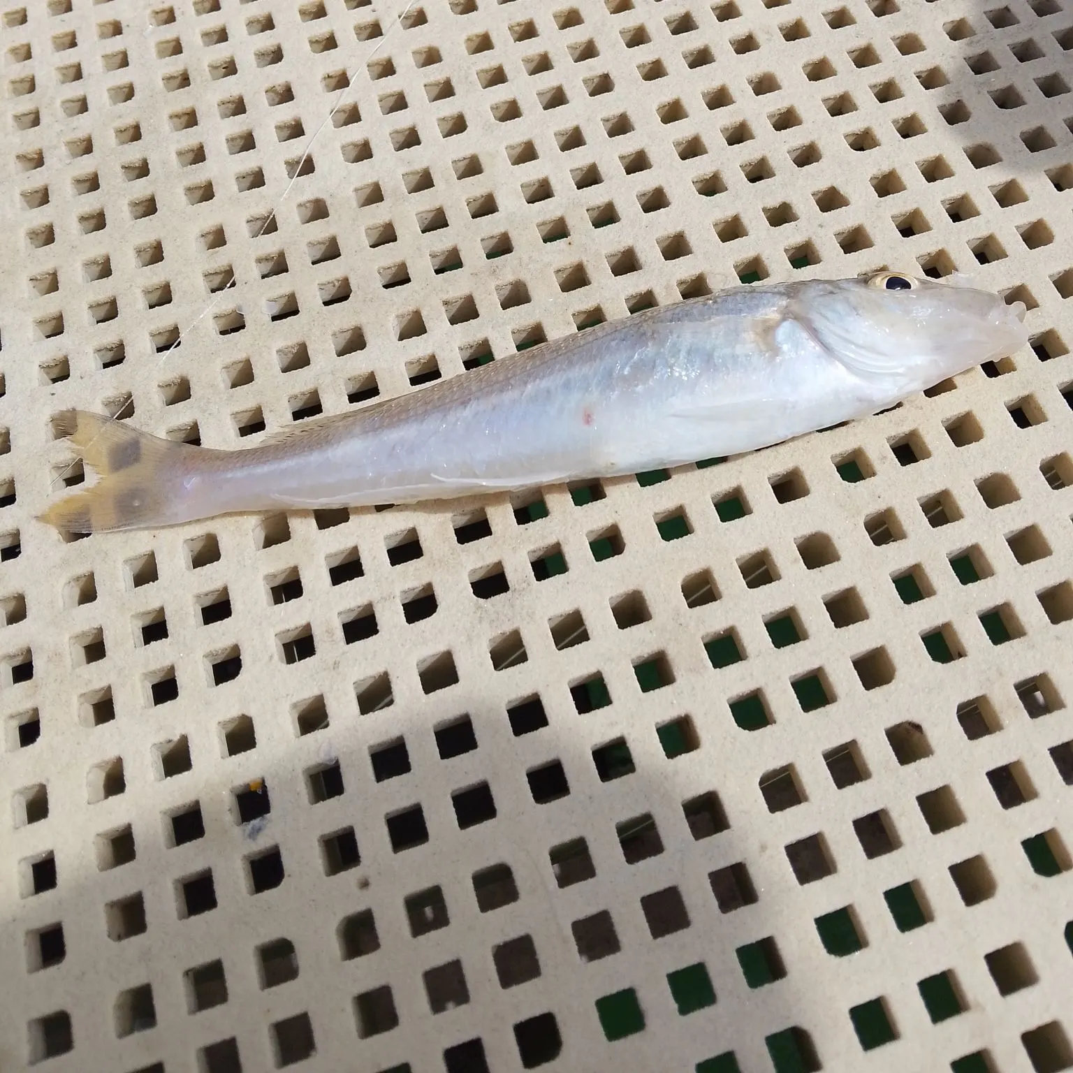 Whiting caught on Fishbrain