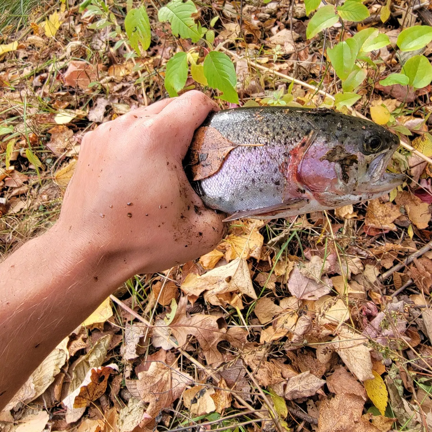 Rainbow trout caught on Fishbrain